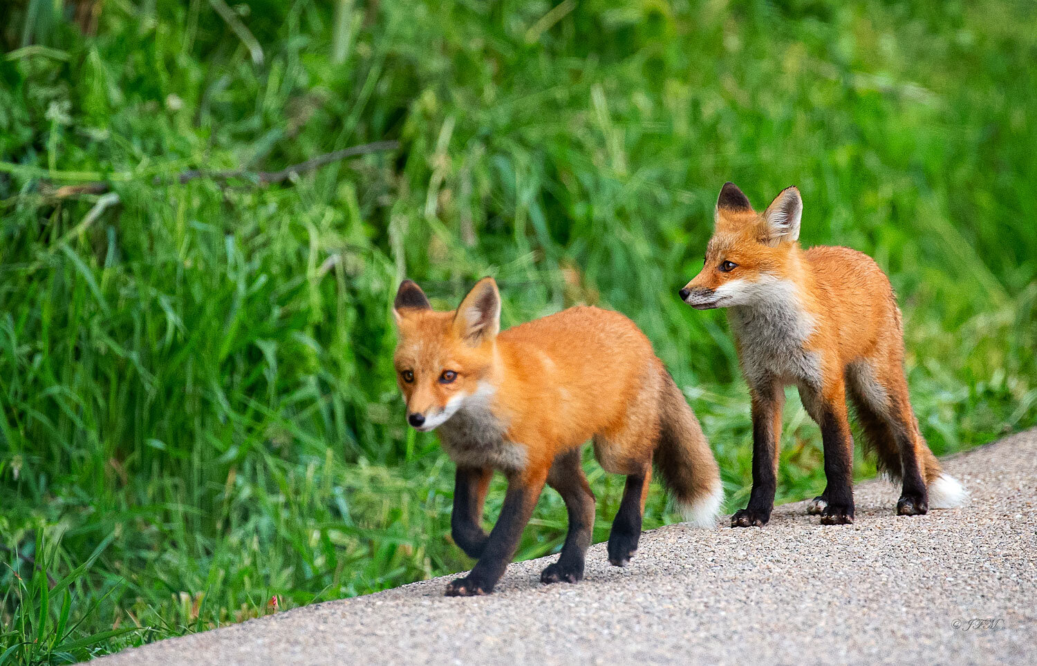 Two Red Foxes