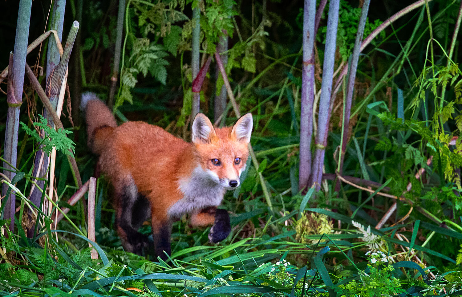 Red Fox out of Brush Raised Paw