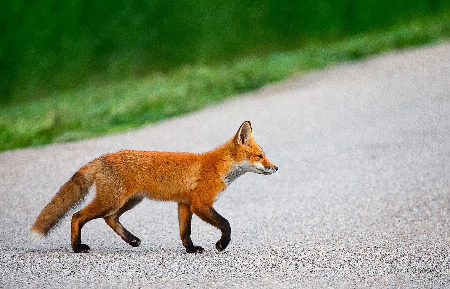 Red Fox Profile