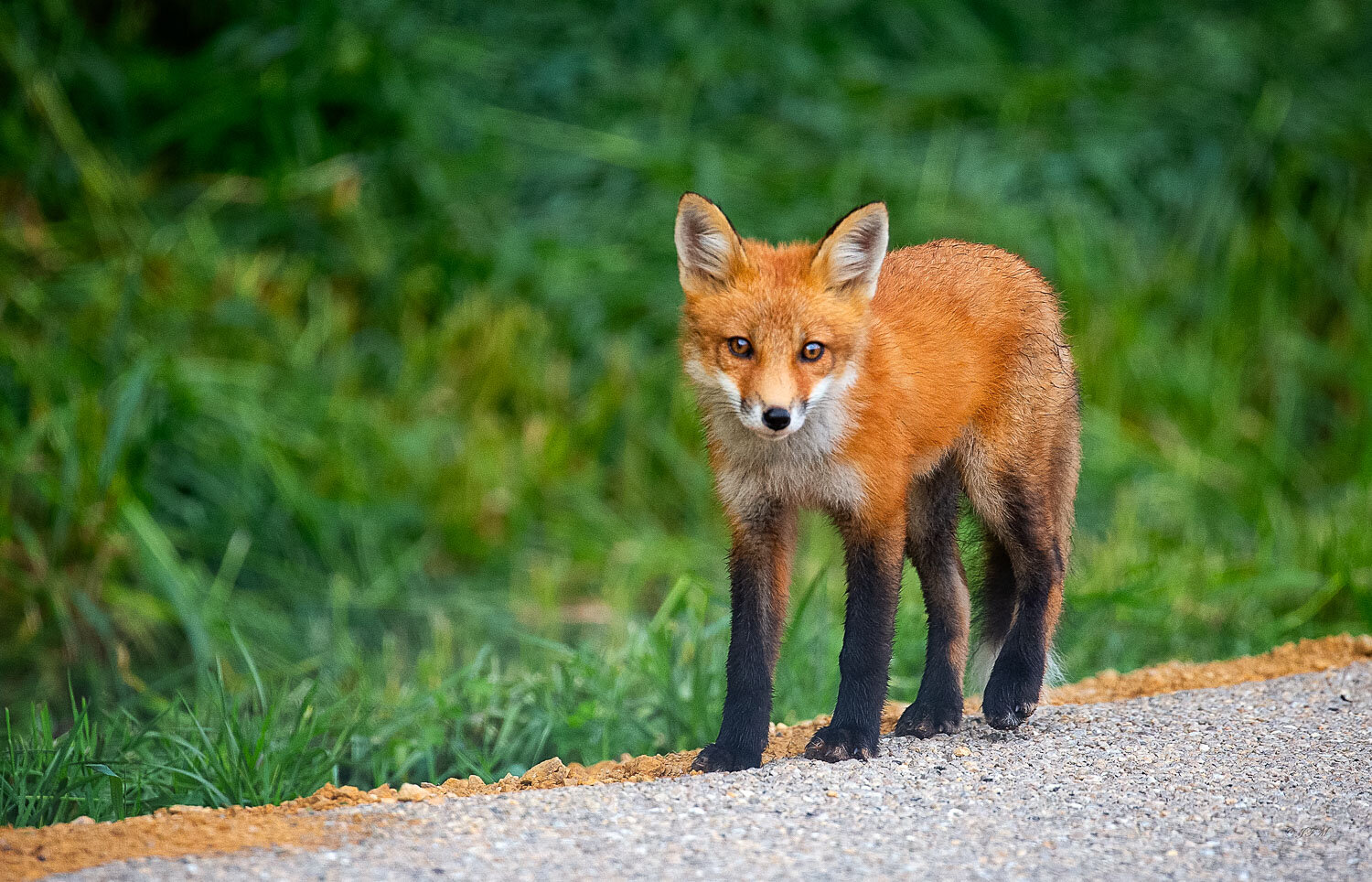 Red Fox Walking edge of Road