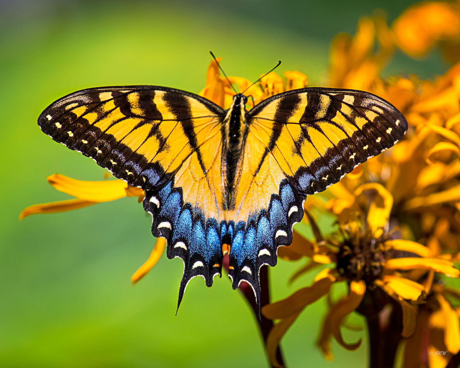 Eastern Tiger Swallowtail #1