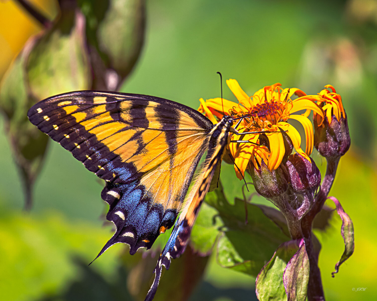 Eastern Tiger Swallowtail #2