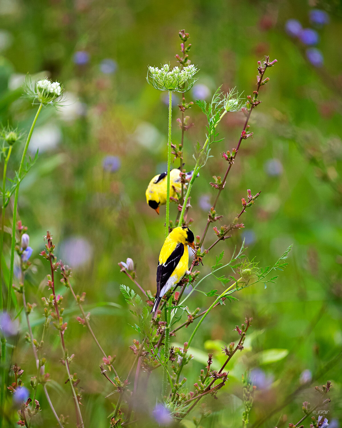 2 Male Am. Goldfinches #1