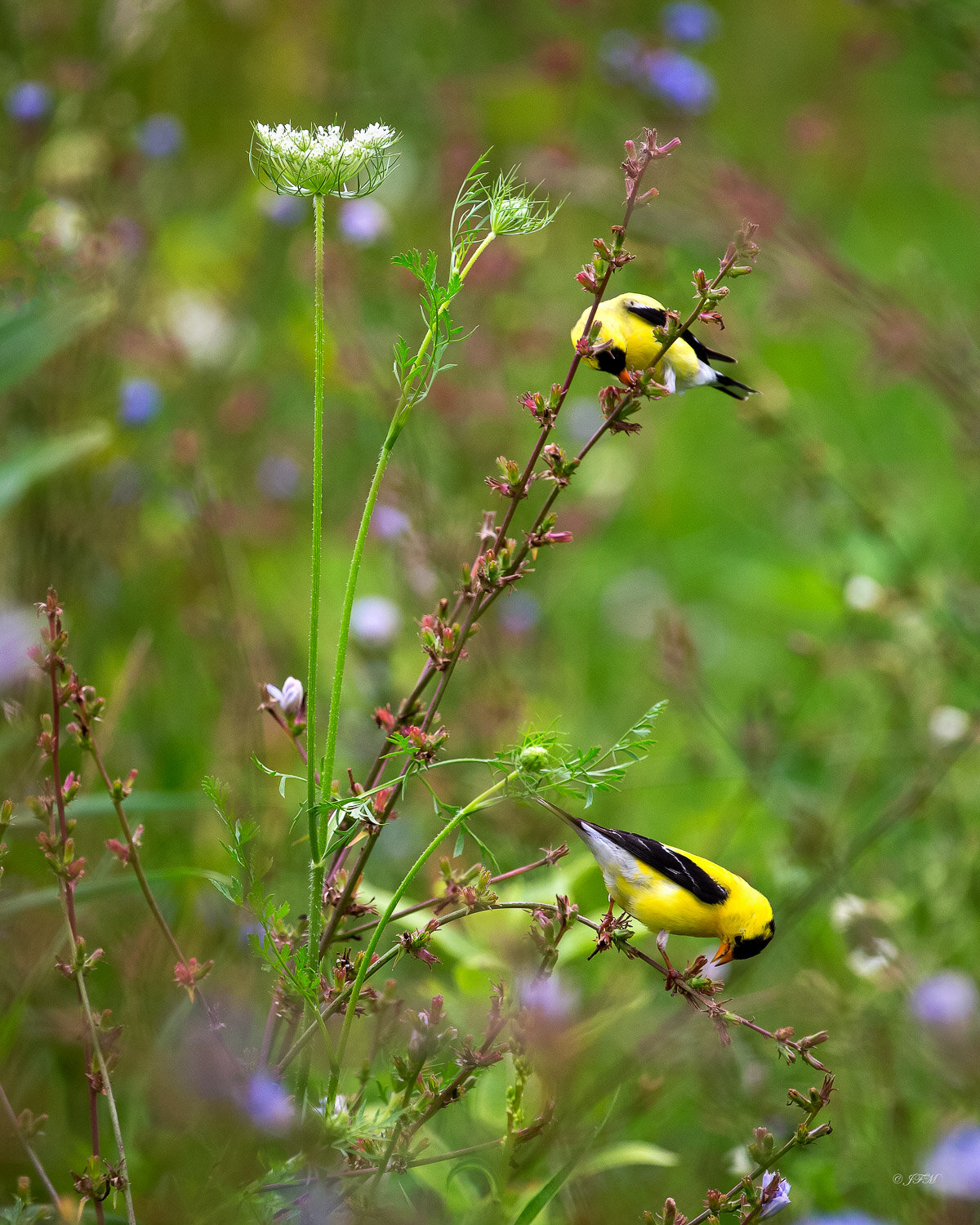 2 Male Am. Goldfinches #2