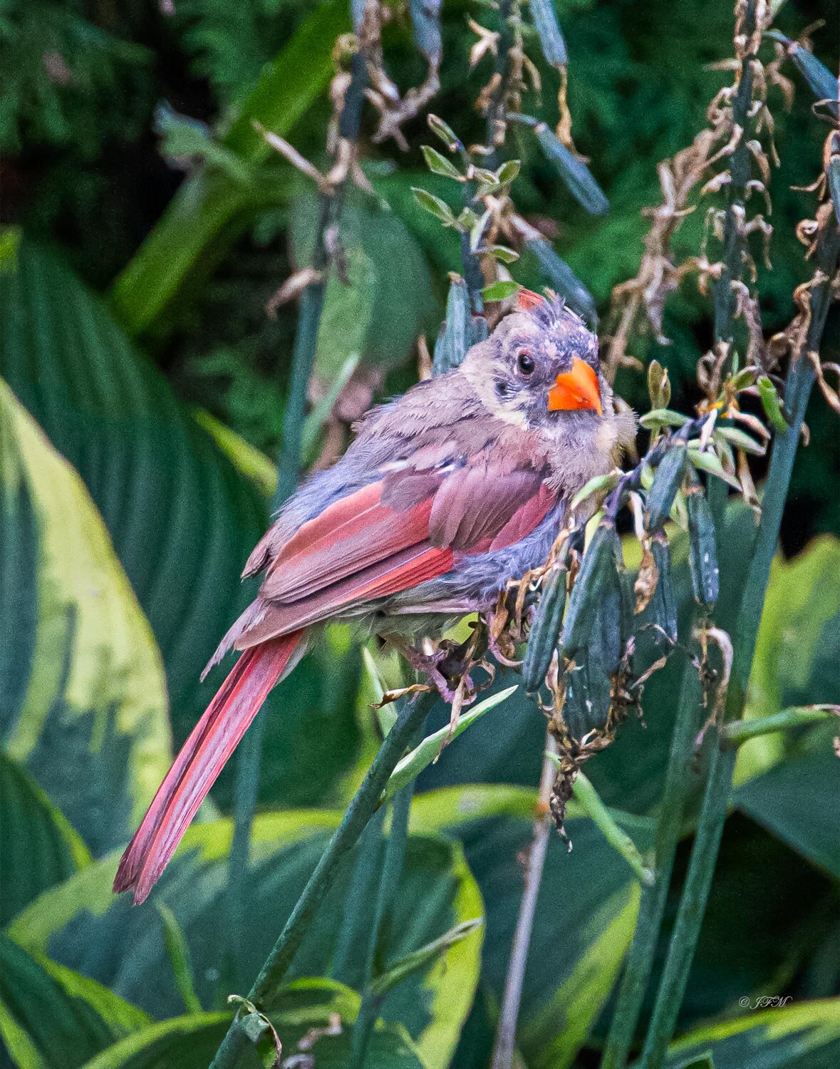 Molting Male Cardinal #1