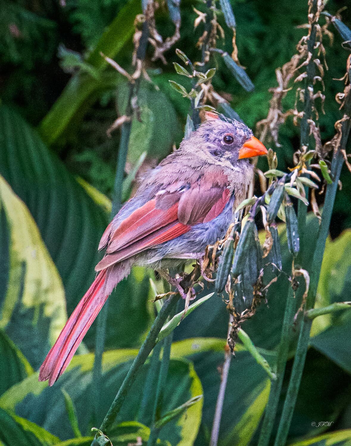 Molting Male Cardinal #2