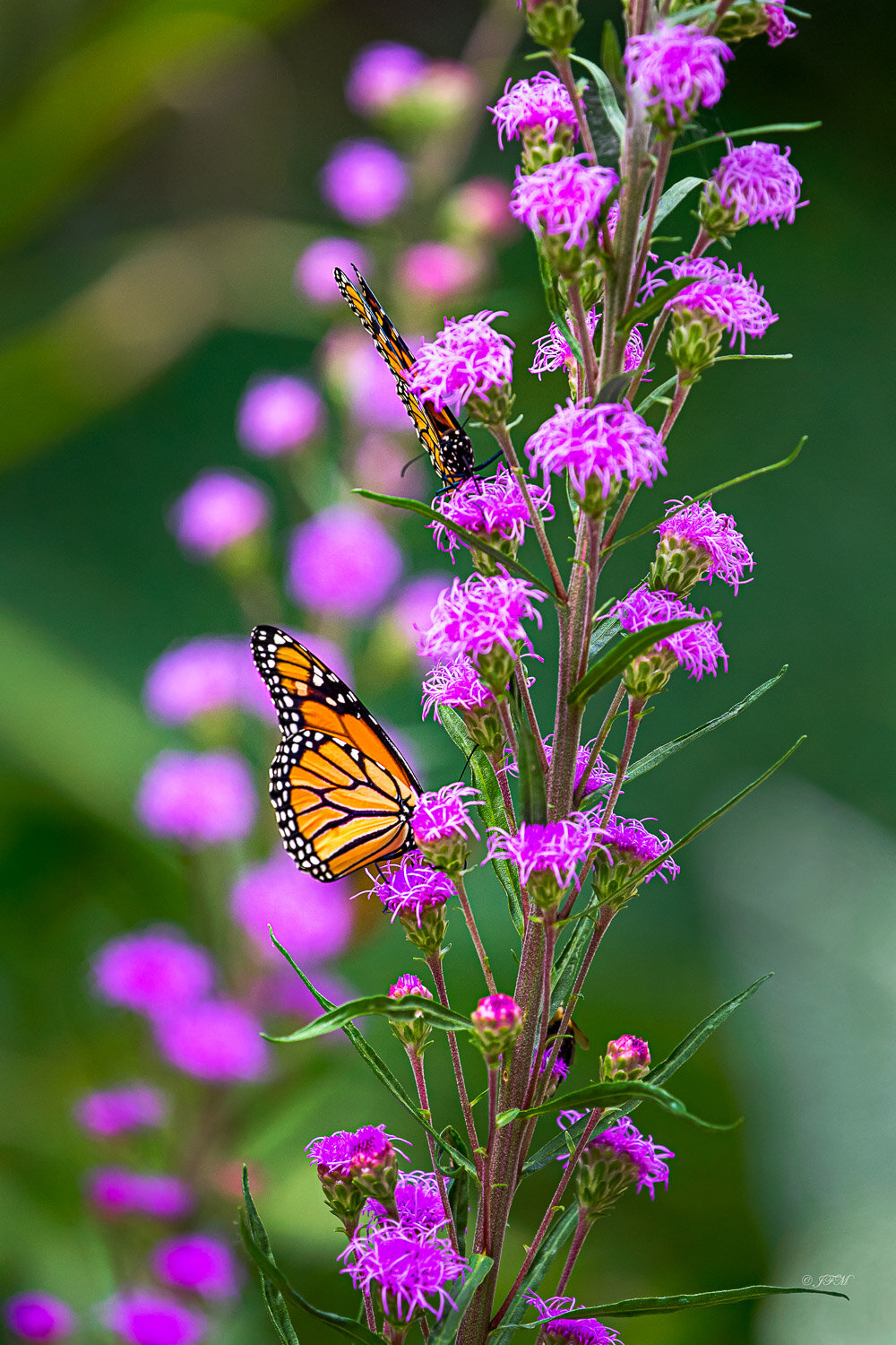 Monarch Butterflies # 1