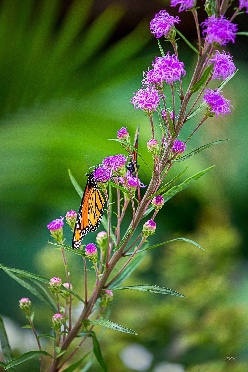 Monarch Butterflies # 3