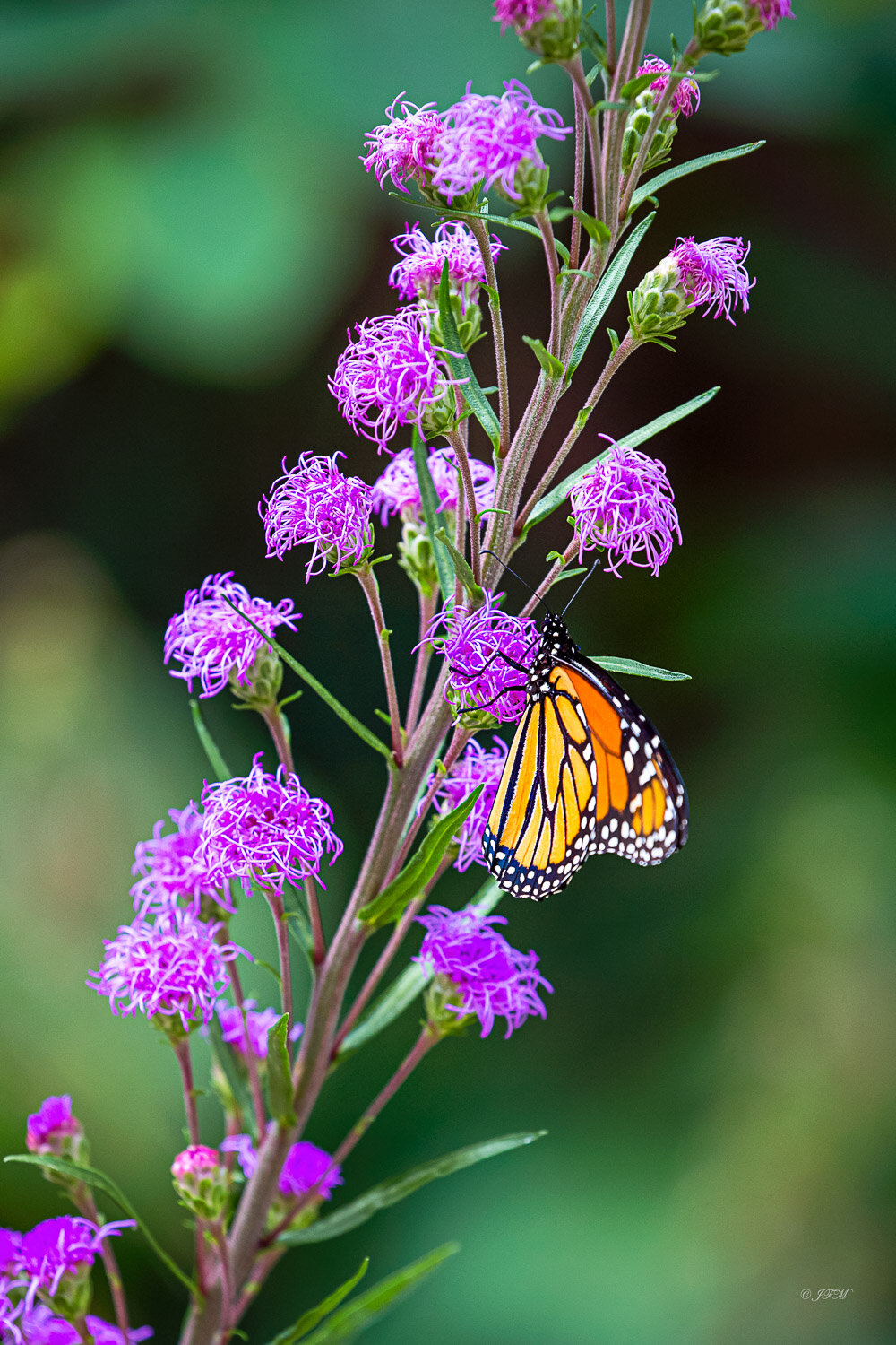 Monarch Butterflies # 2