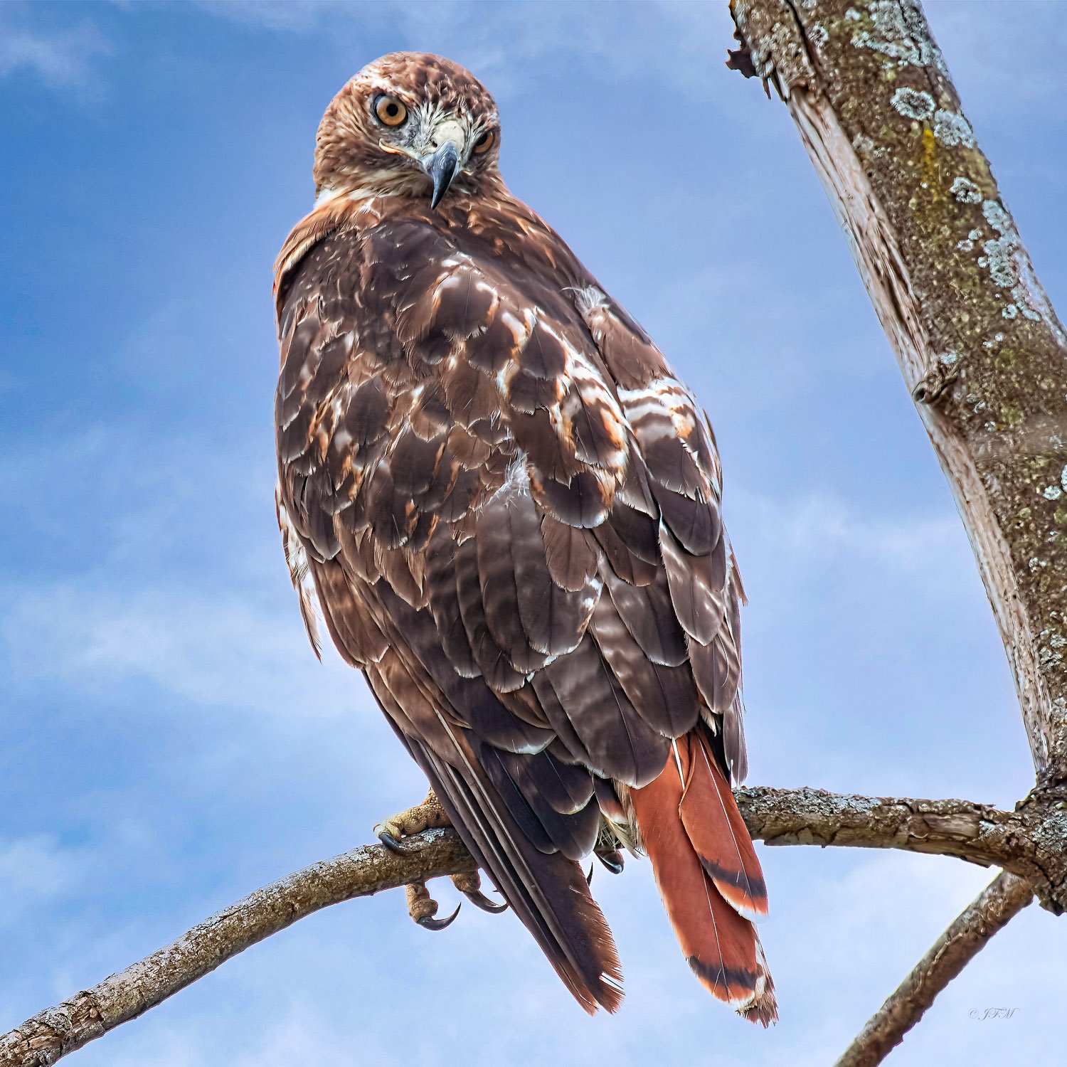 Juvenile Bald Eagle