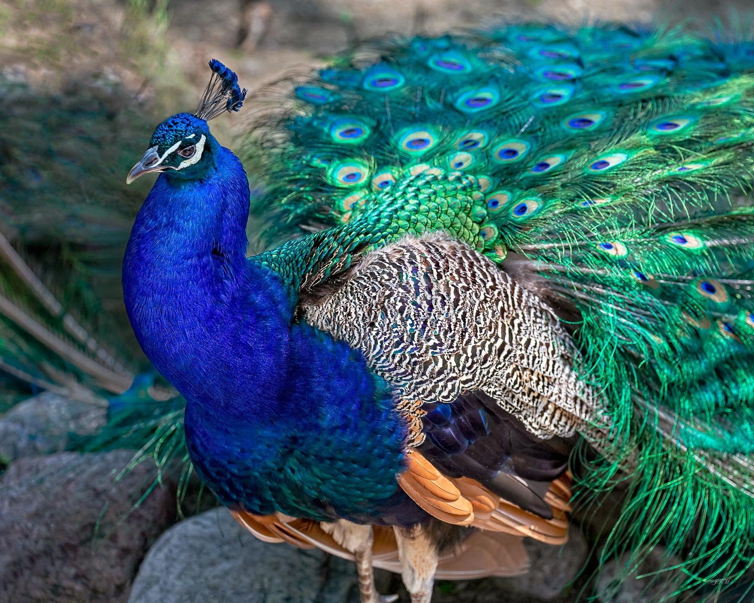 Green Peacock Southeast Asia