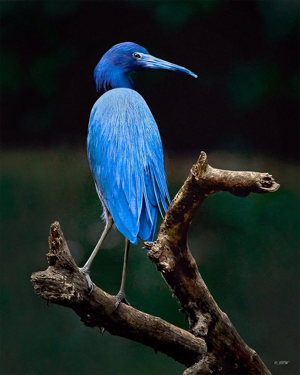 Majestic Little Blue Heron -2 .jpeg