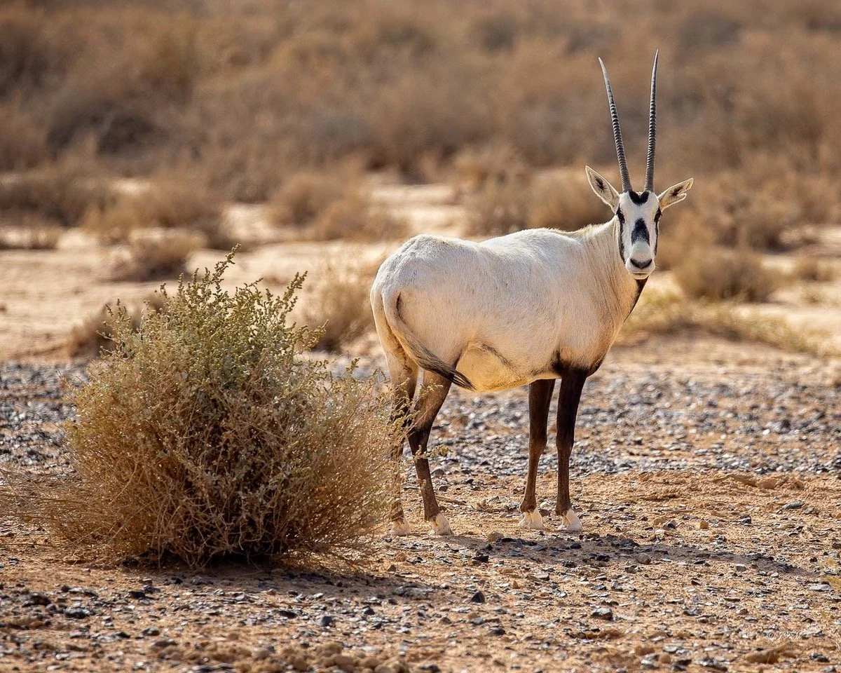 Arabian Oryx Series #1