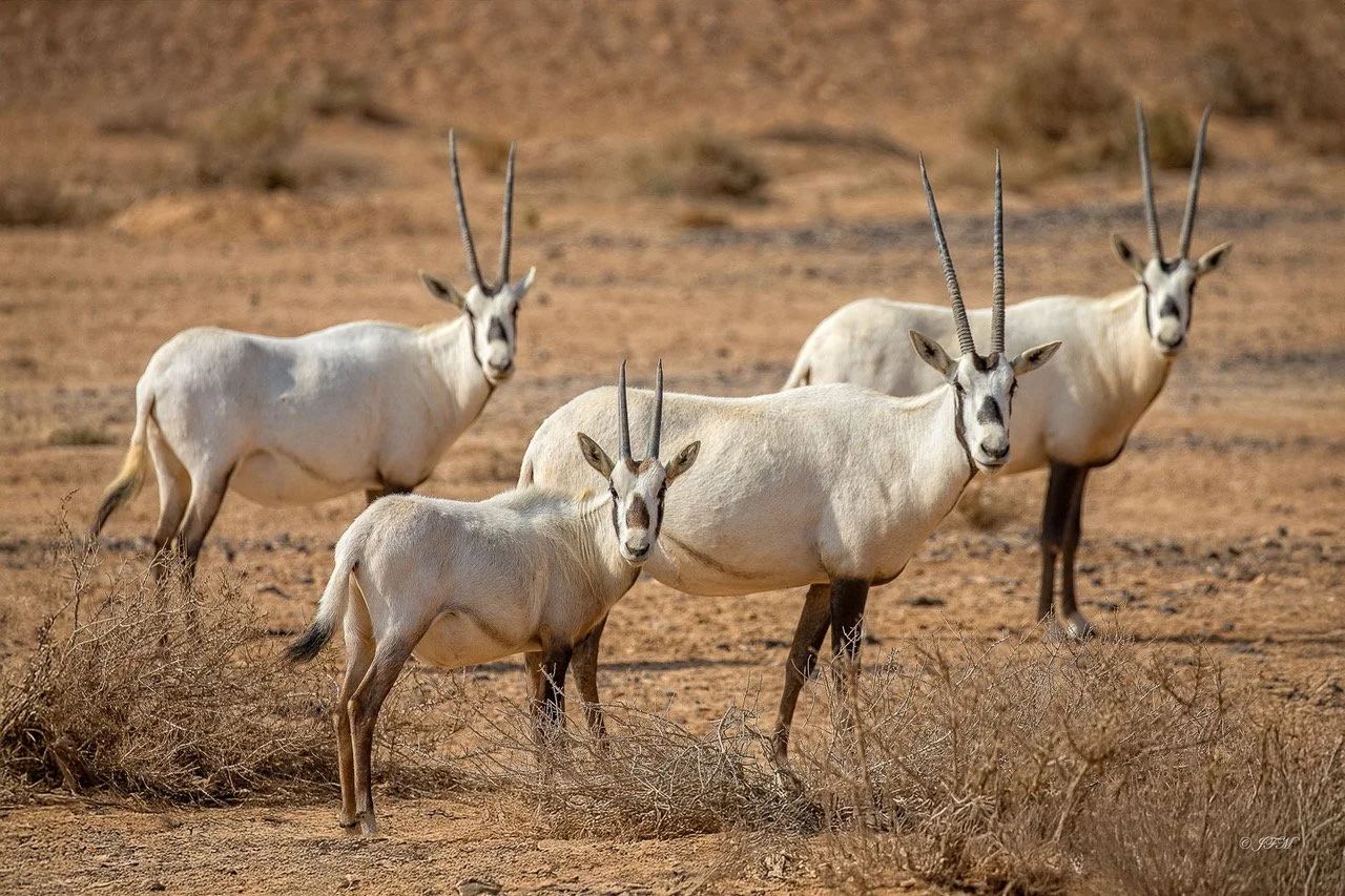 Arabian Oryx Series #2