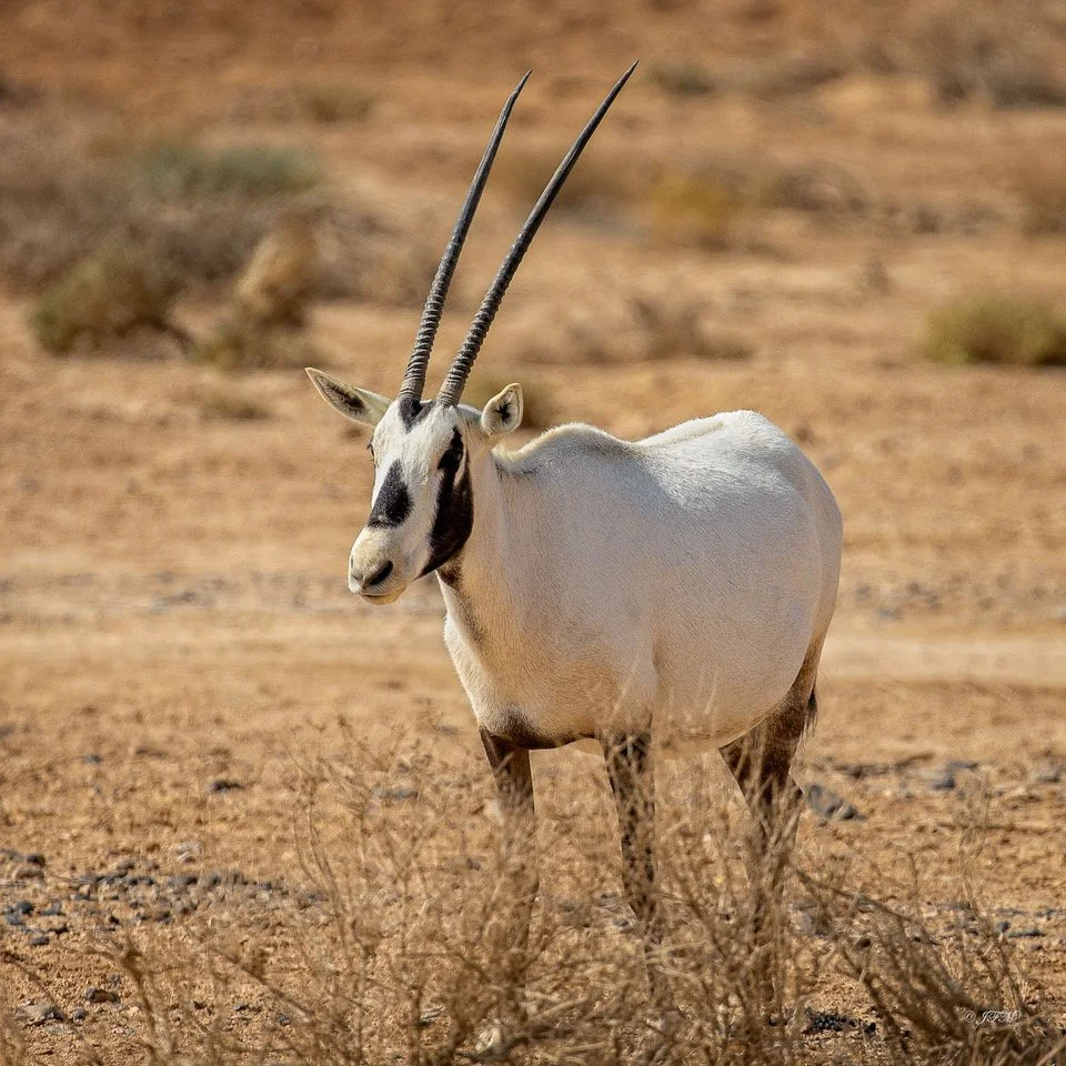 Arabian Oryx Series #3