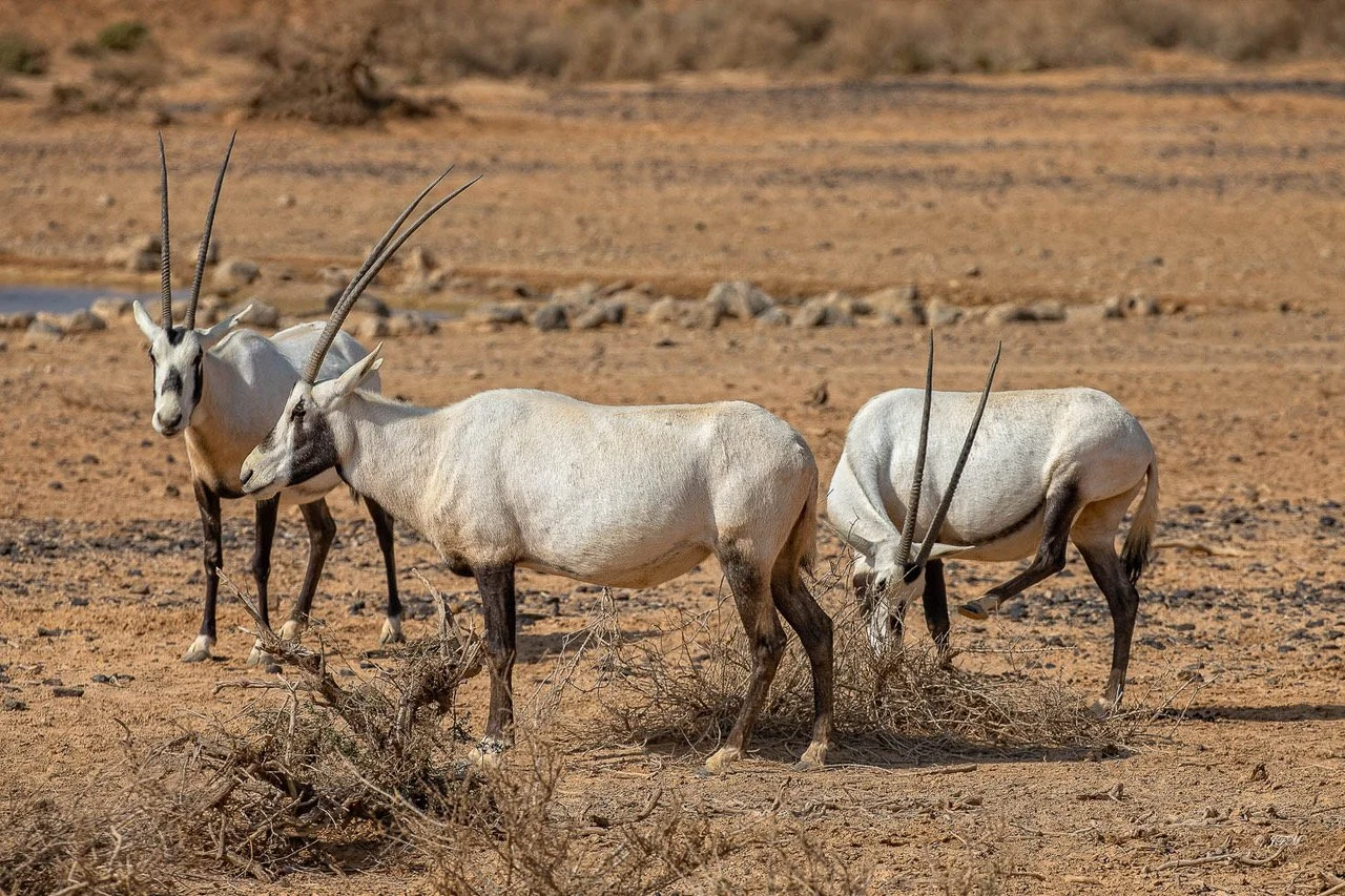 Arabian Oryx Series #5