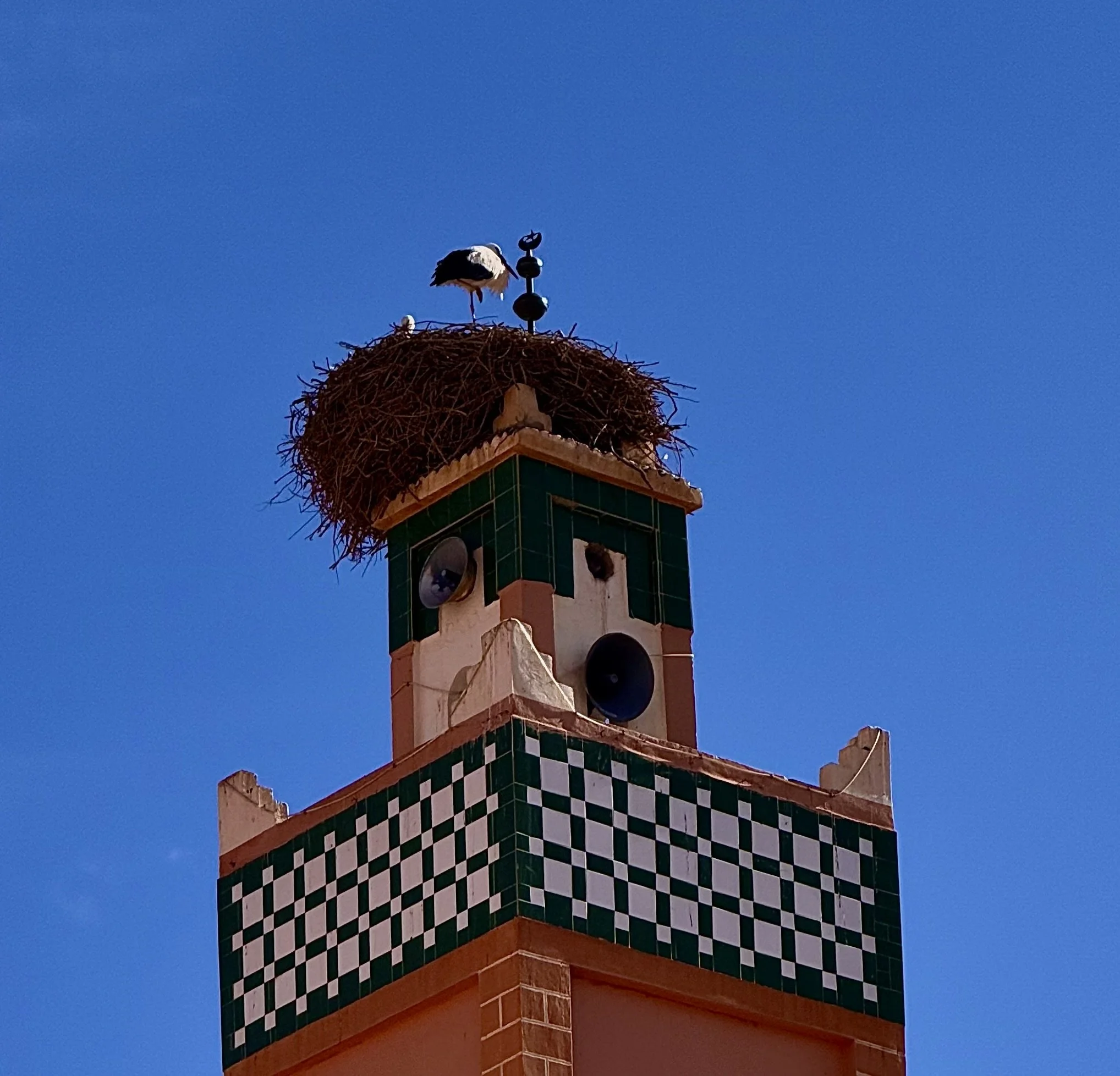 Stork nest Masque Tower Ait Zineb Morocco