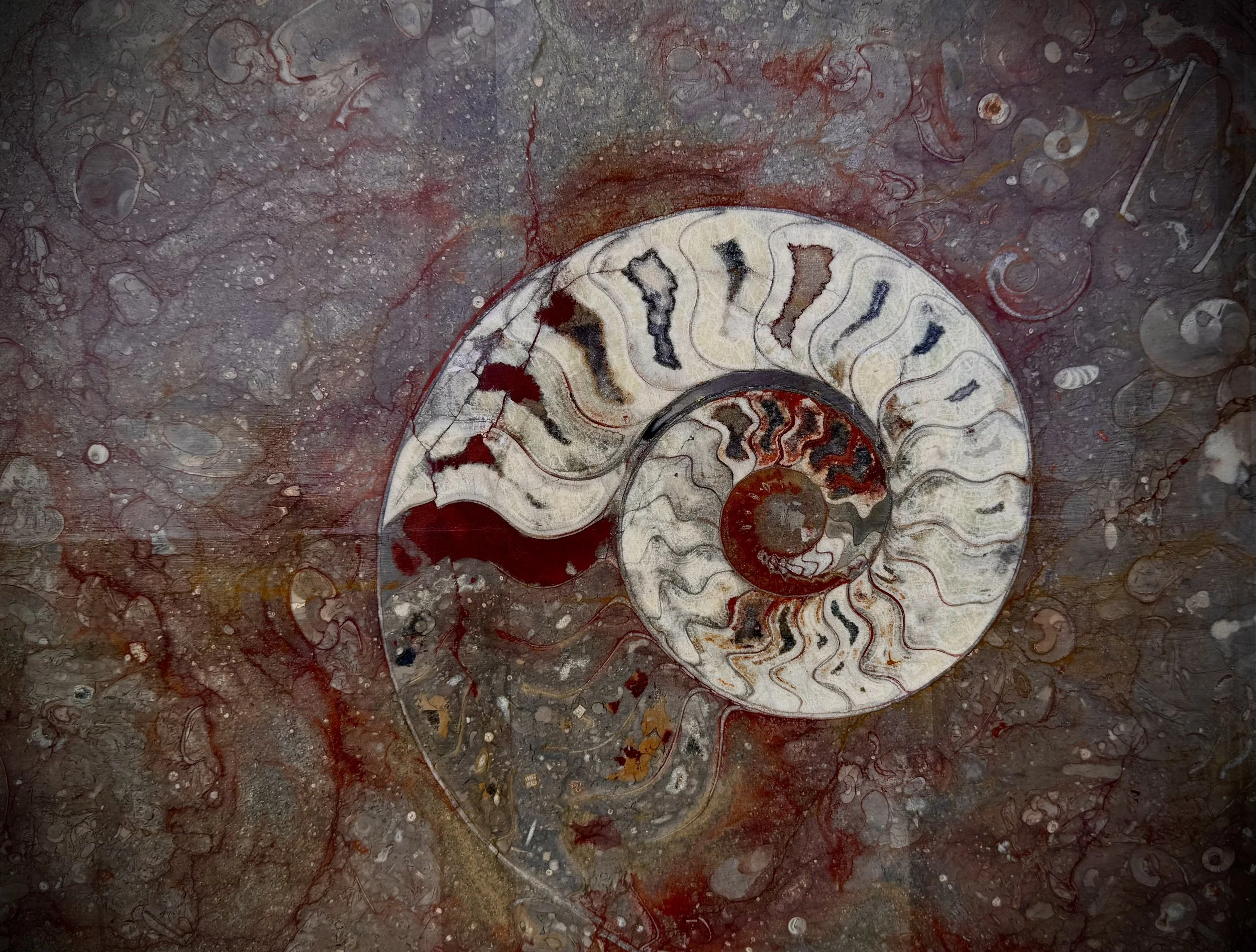 Jurassic Period Ammonite Fossil