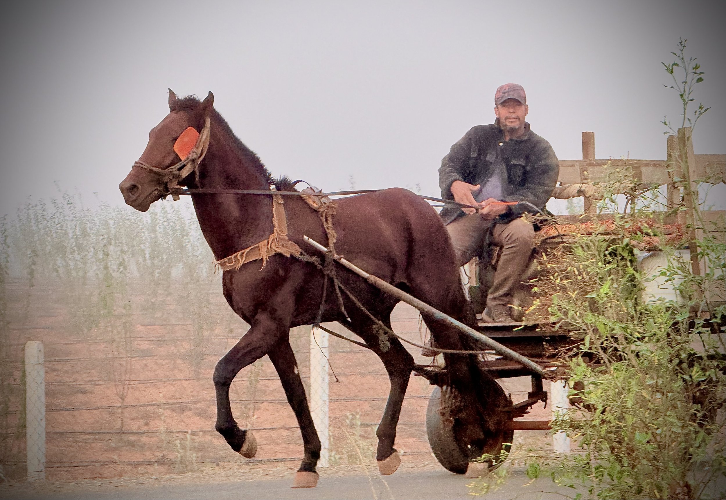 Horse Cart in Morning Fog 