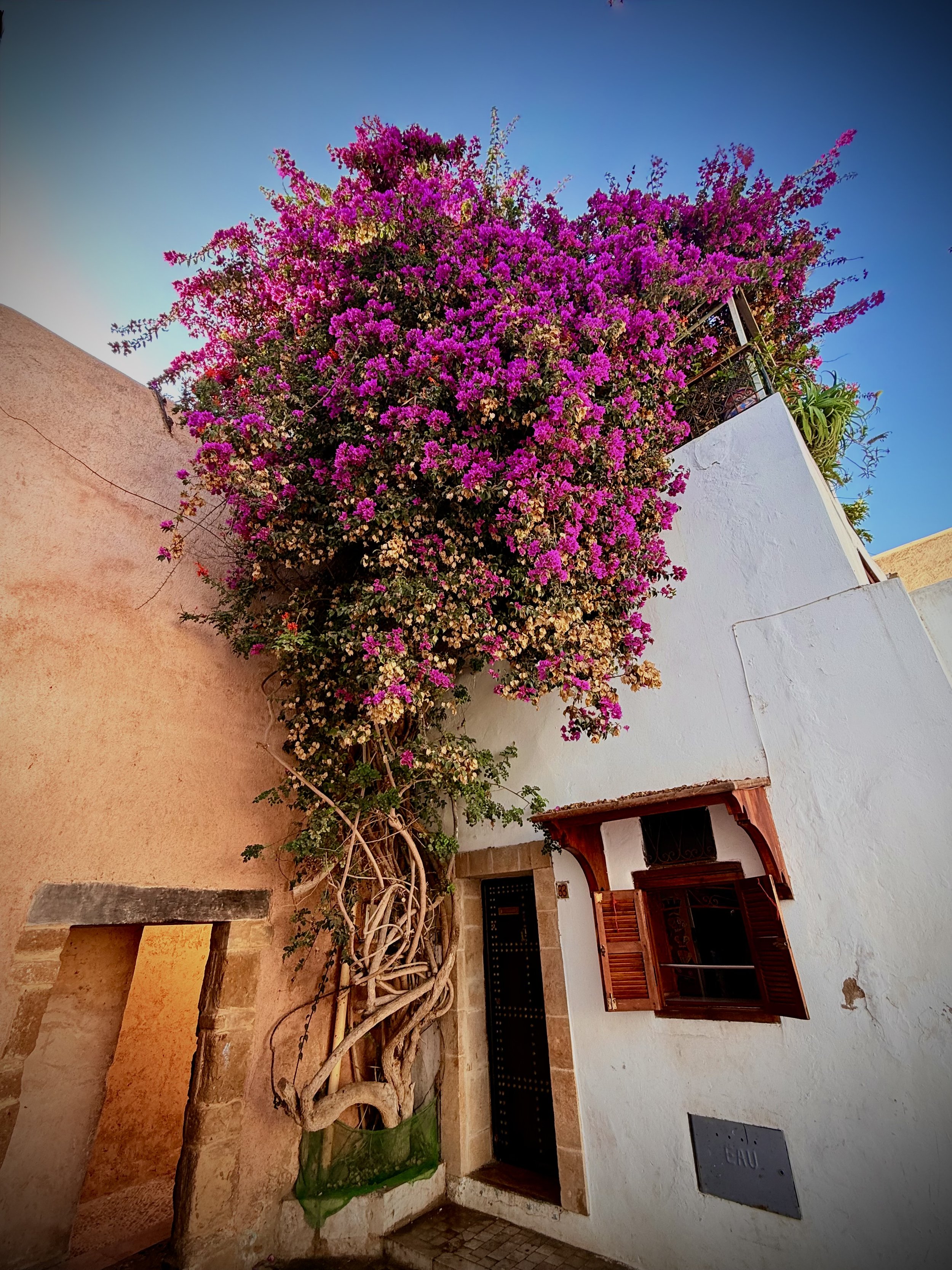 Bougainvillea Vine Rabat