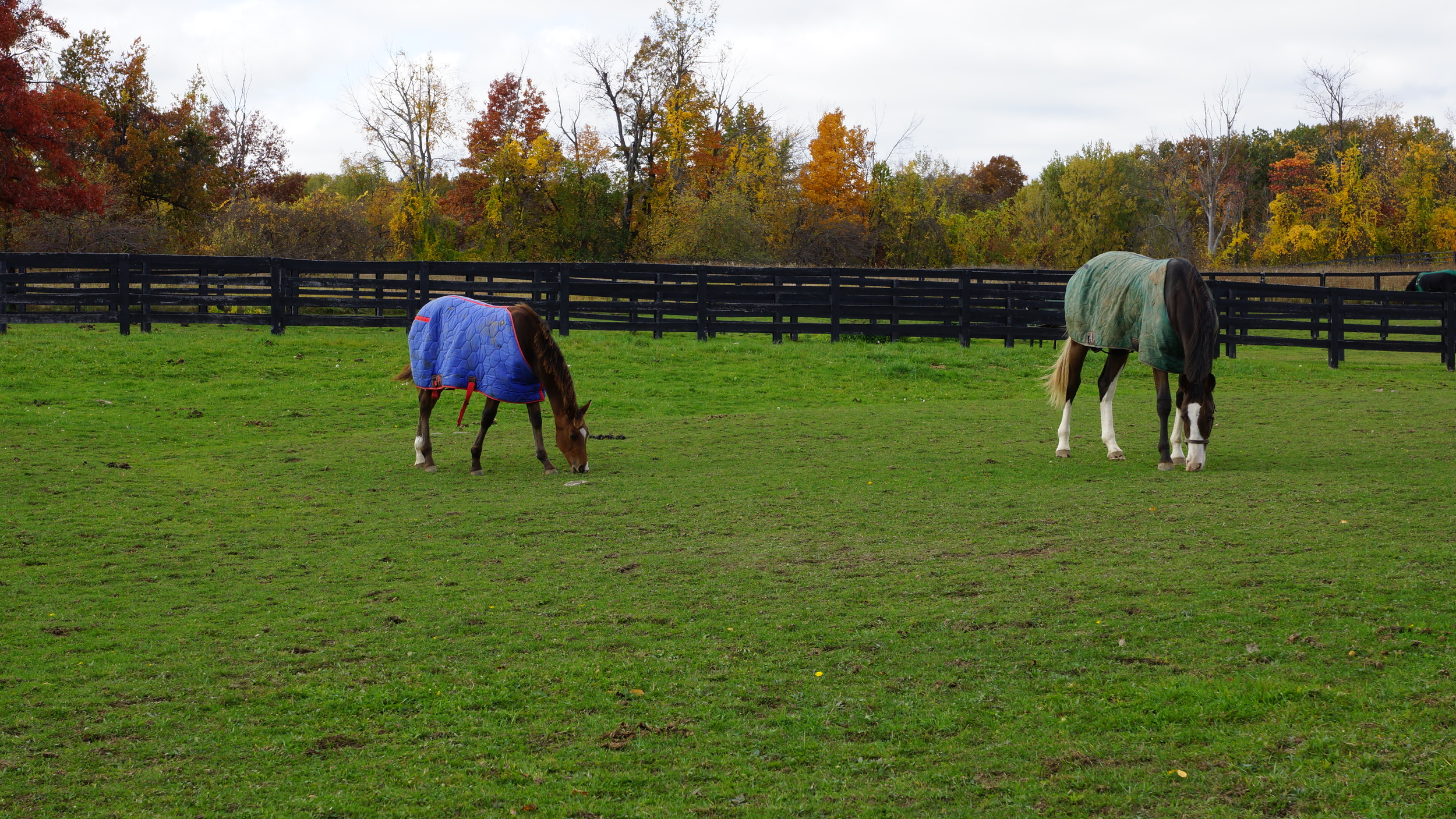 Horse Boarding