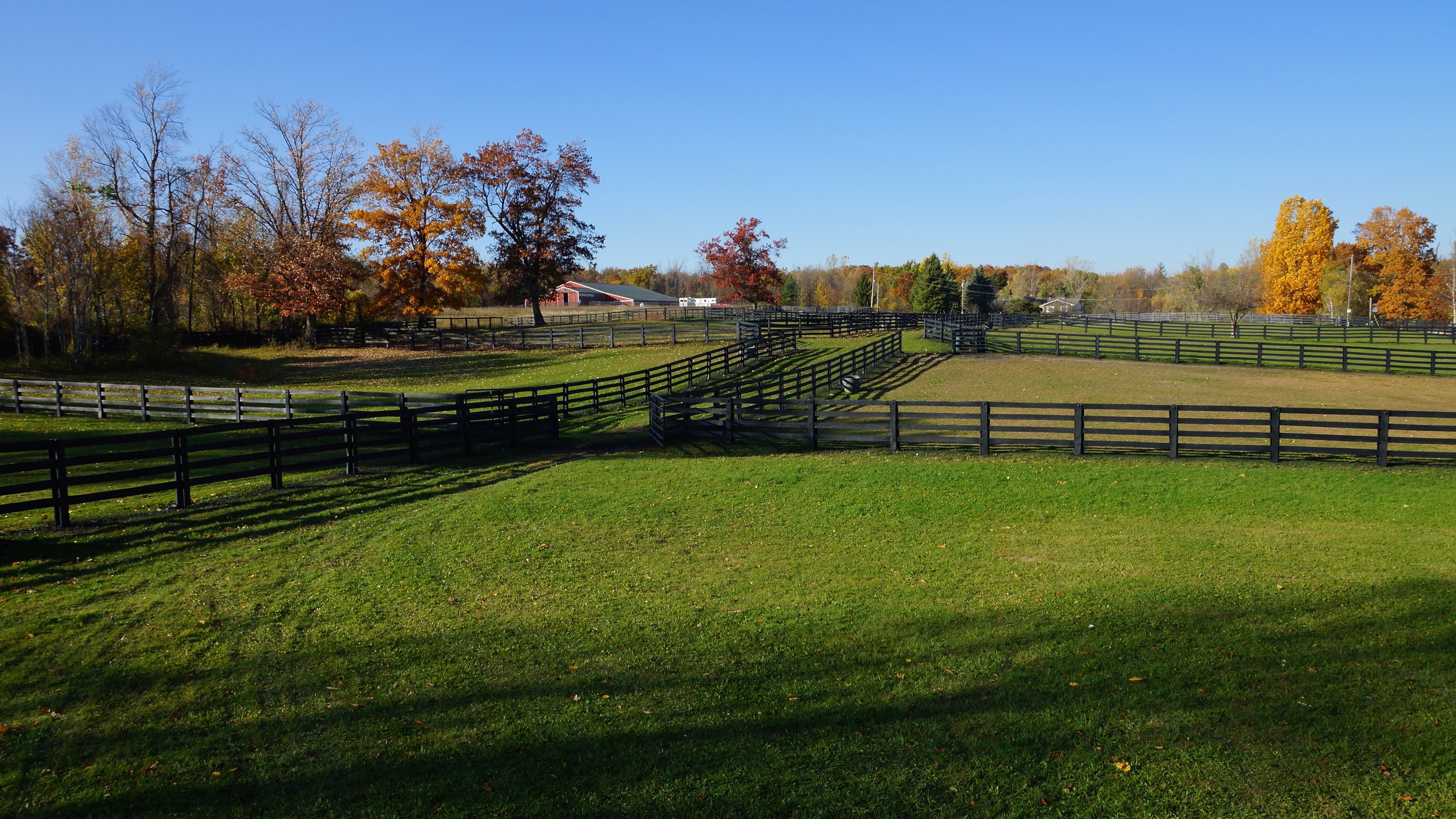 Horse Training