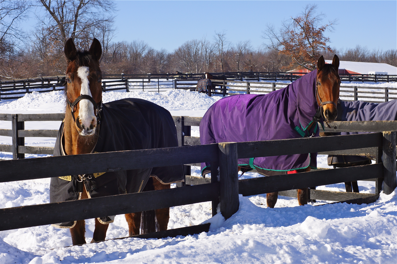 Oxford Equestrian