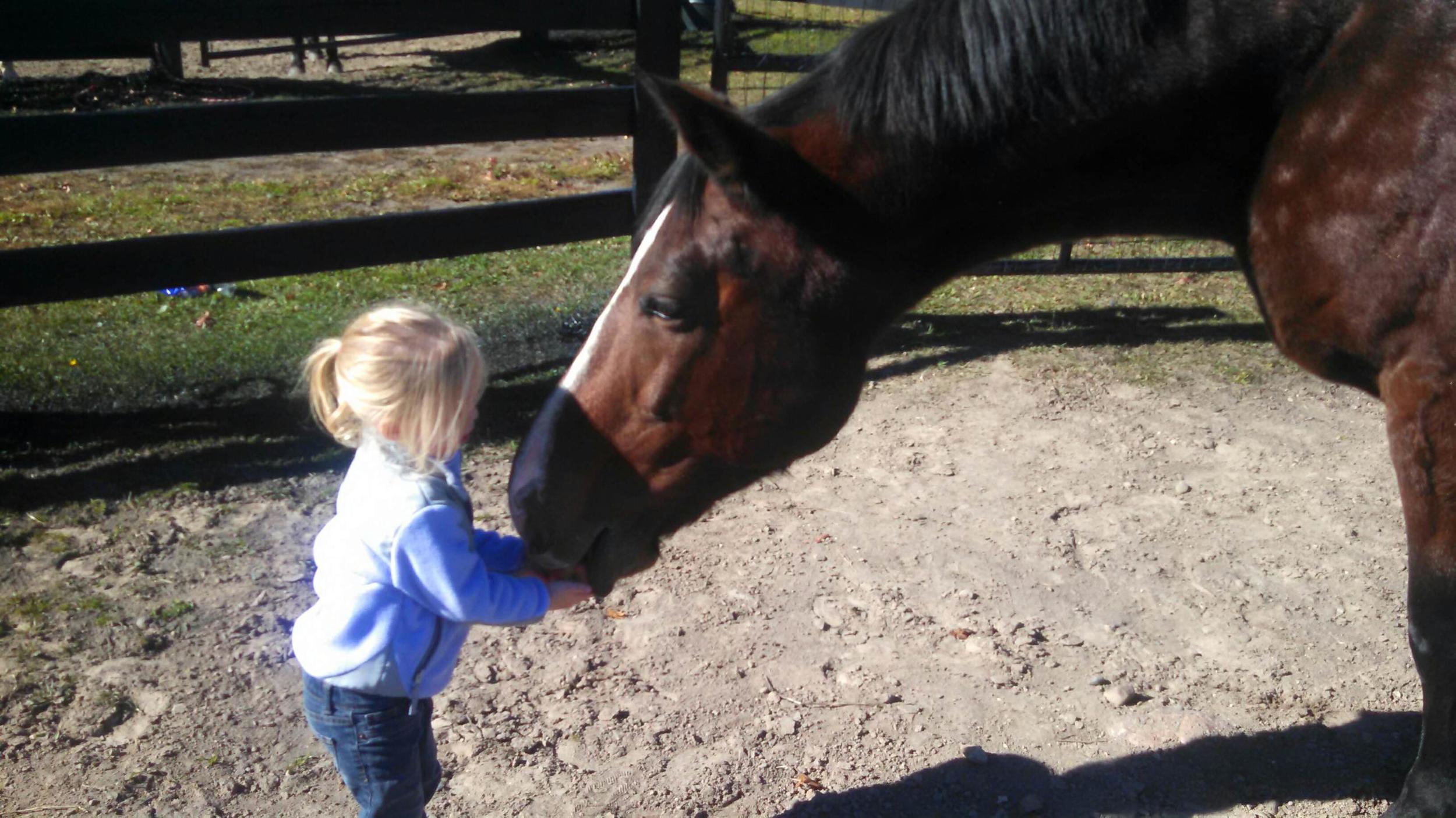 horse training