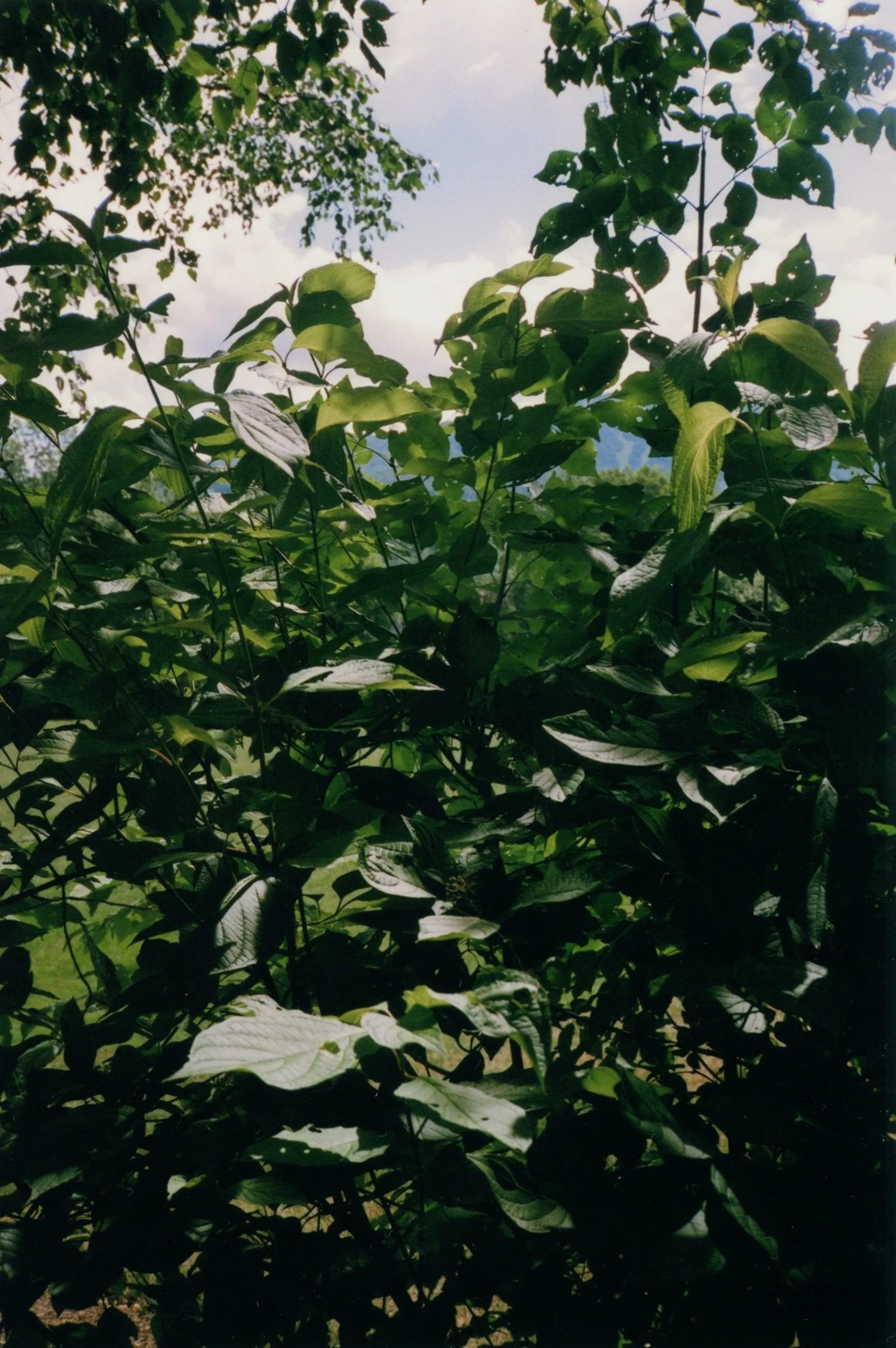 leaves004.jpeg
