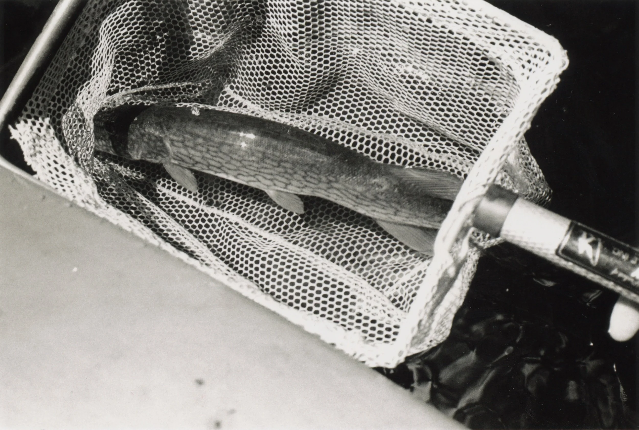 pickerel net018.jpeg
