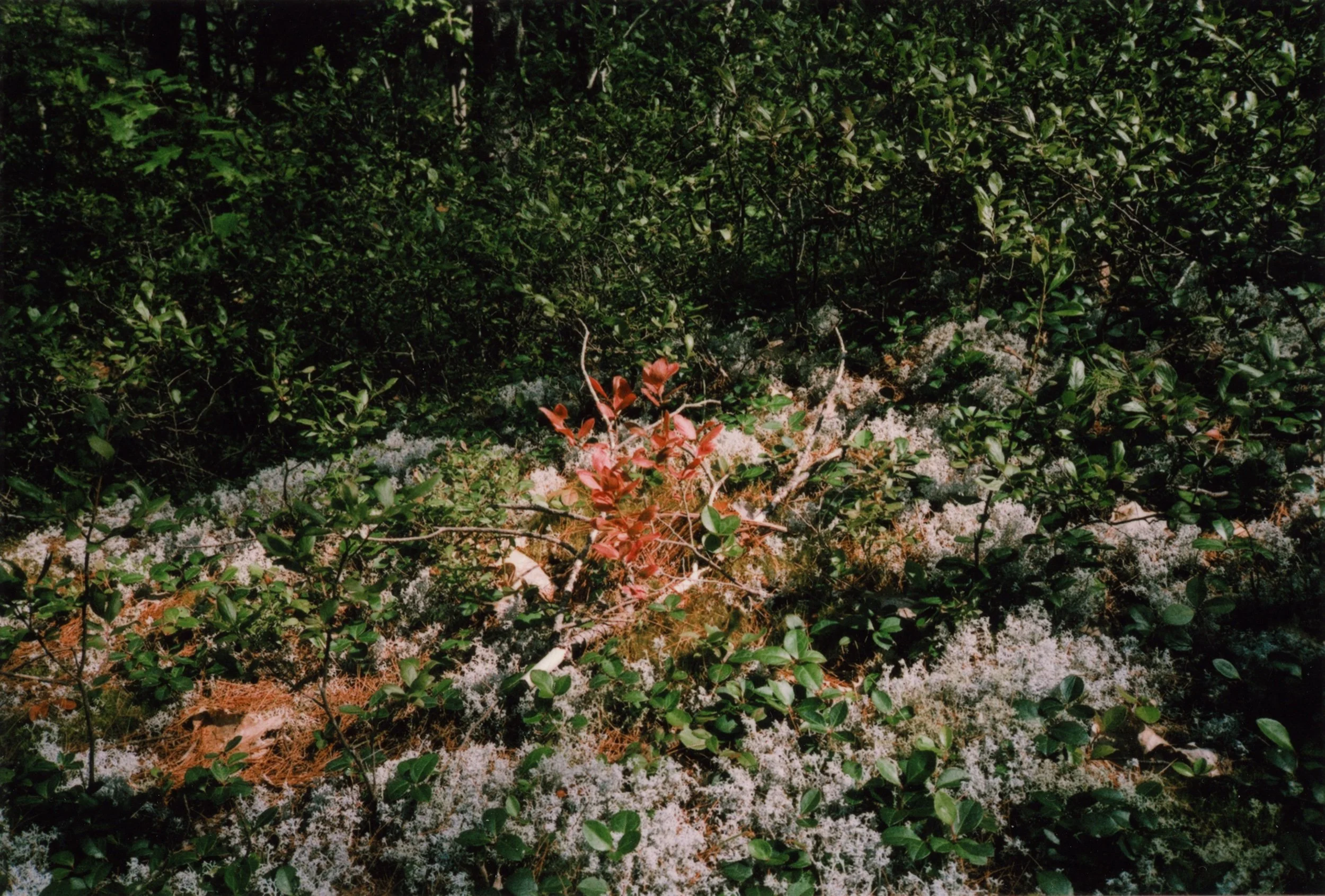 red plant011.jpeg