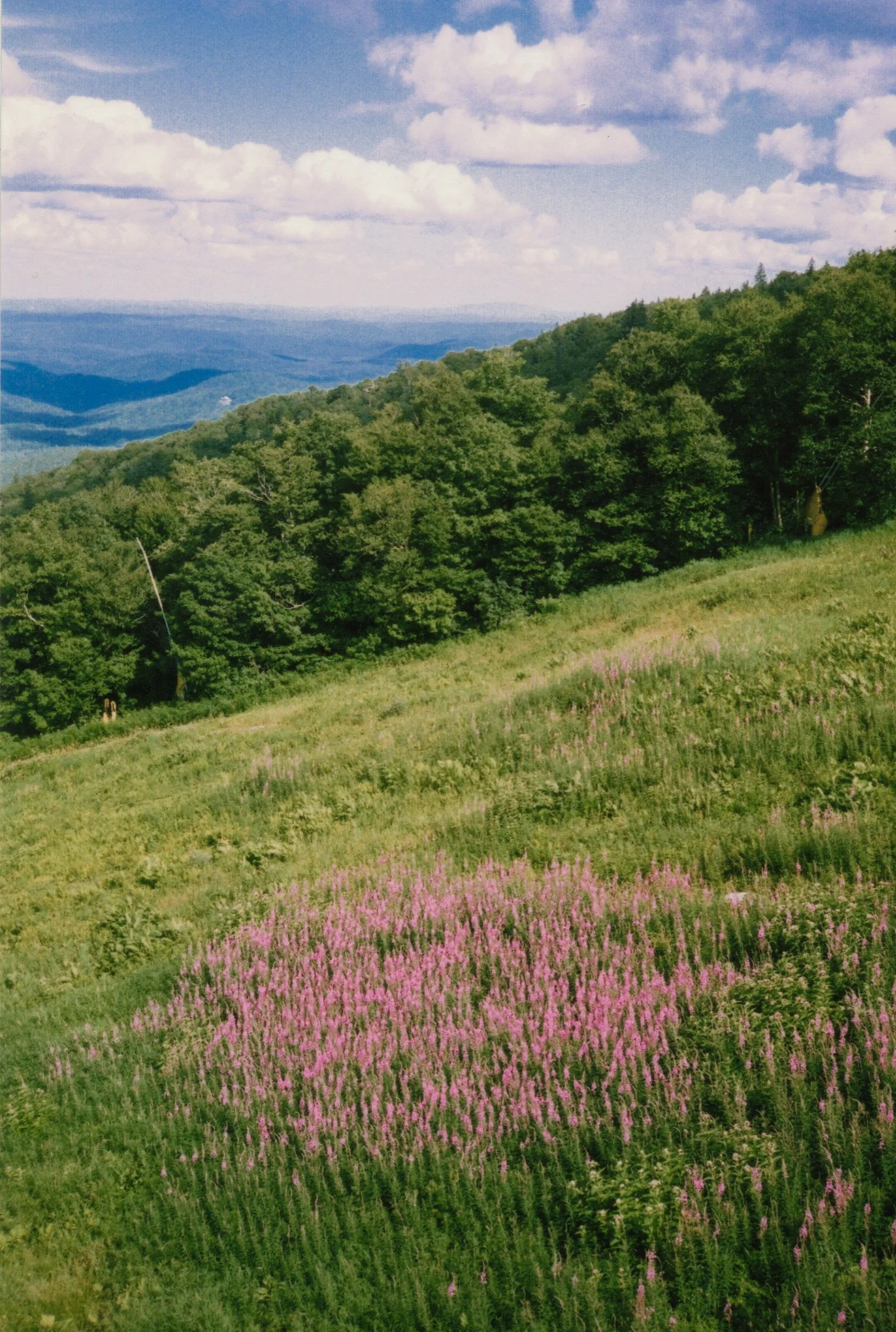 stratton lavender030.jpeg