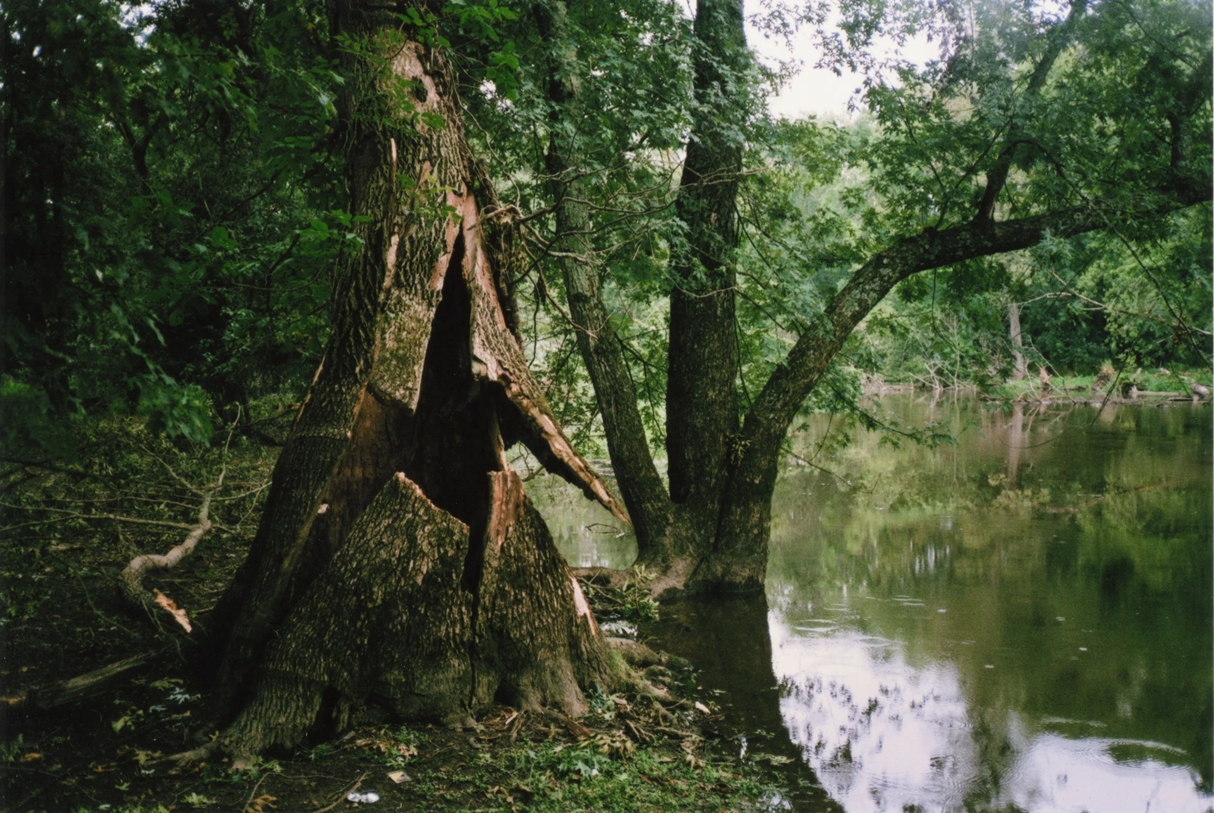 passaic tree010.jpeg