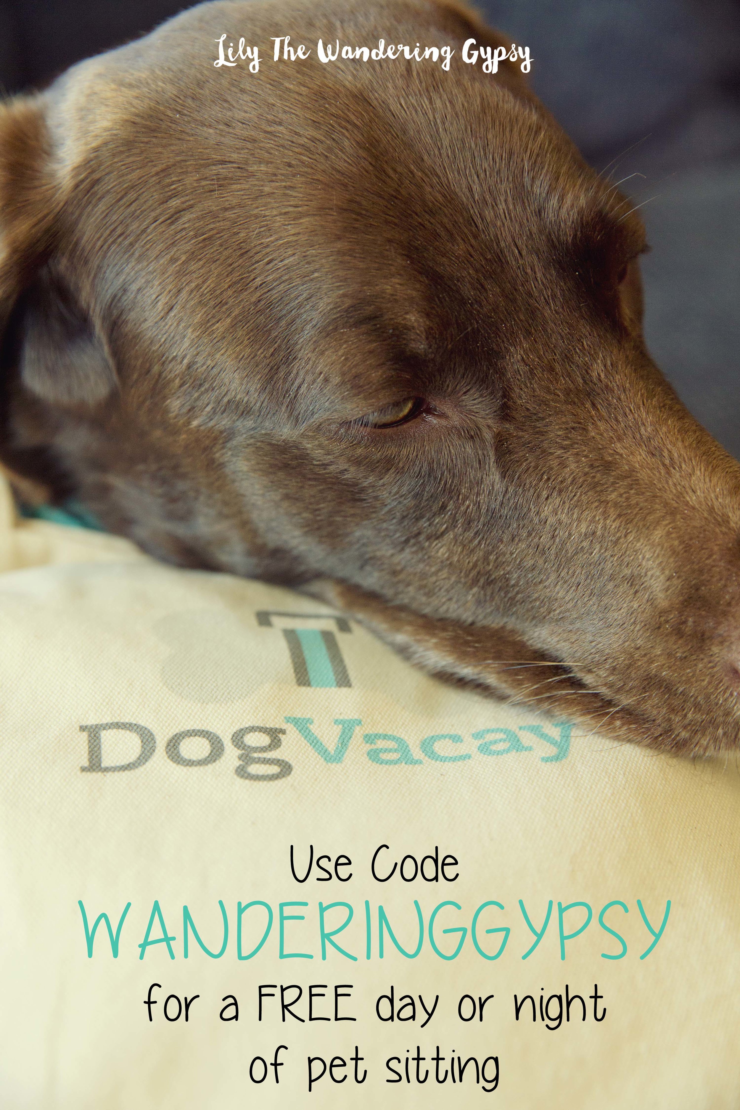 DogVacay What�s In Cabbie�s Bag? — Lily The Wandering Gypsy