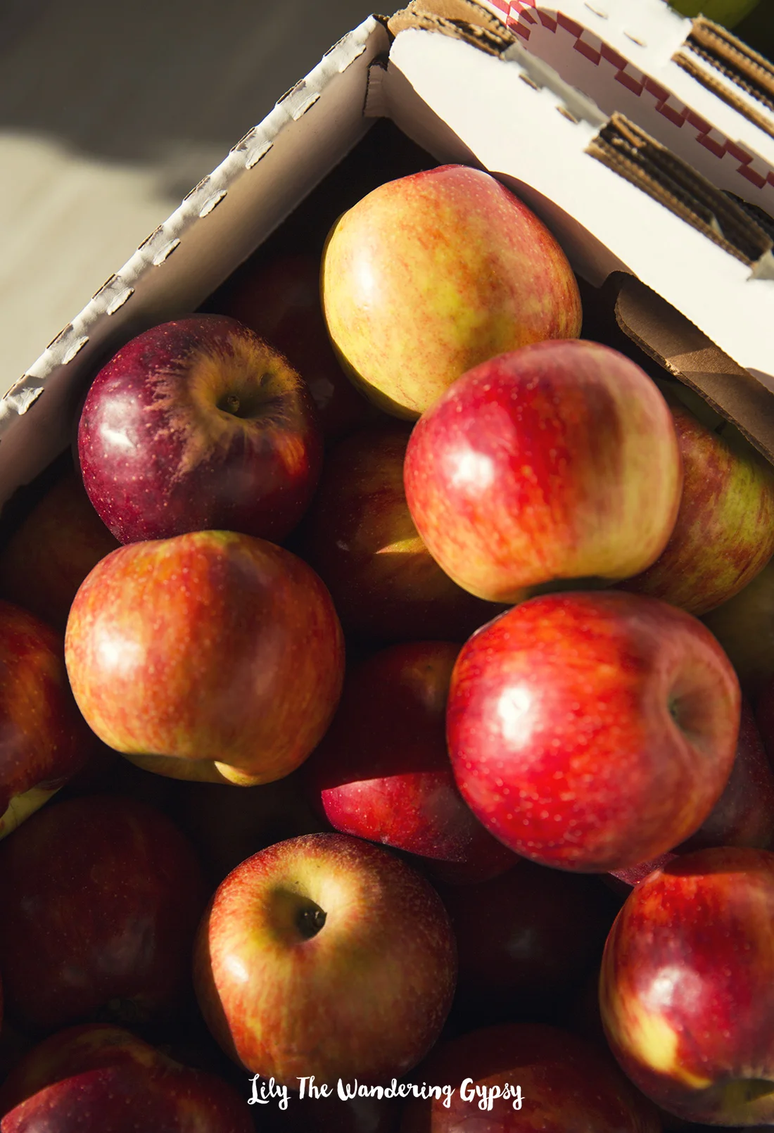 Toad & Co. + Lily The Wandering Gypsy