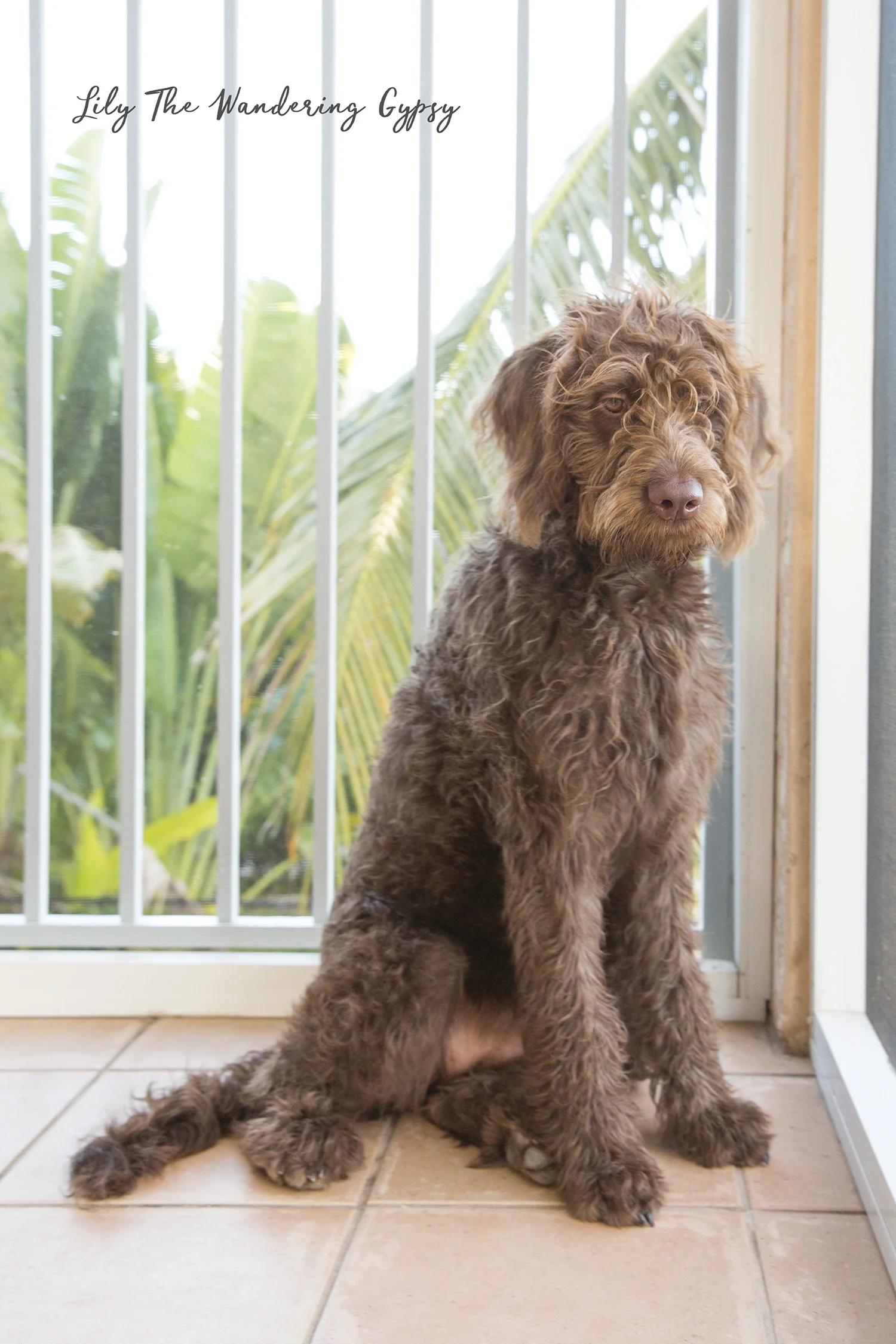 labradoodle grooming pictures