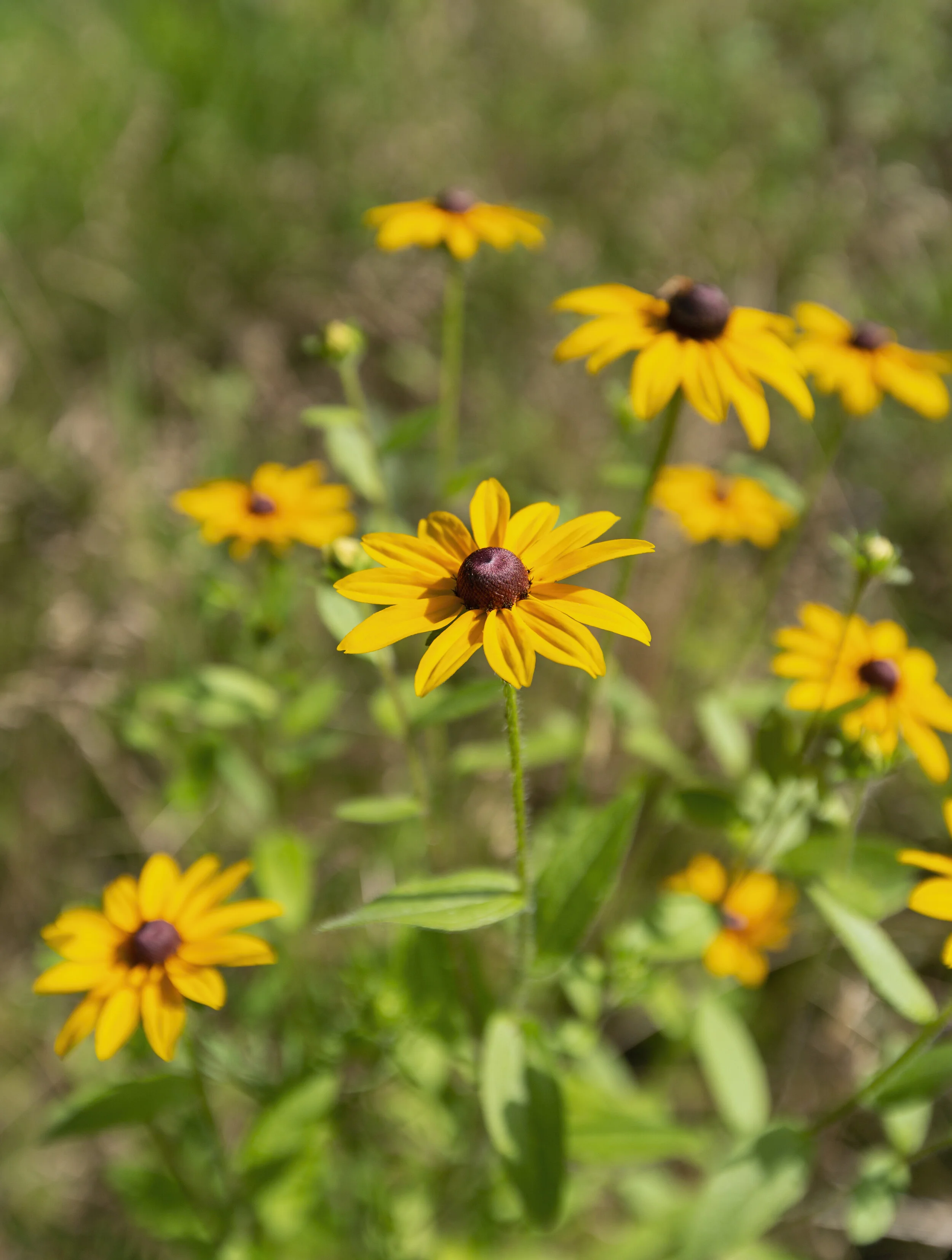 Southern Illinois Wildflowers