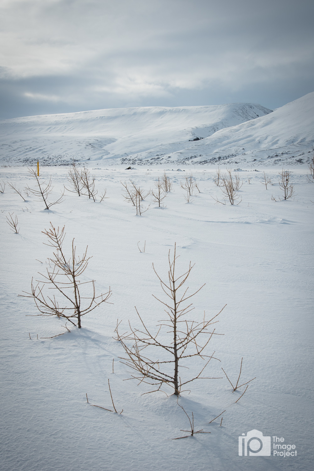 Sapling trees in frozen snowy winter landscape north iceland by nathan barry the image project