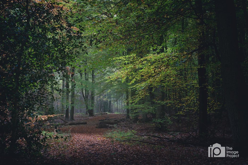 Winding forest path, Northamptonshire