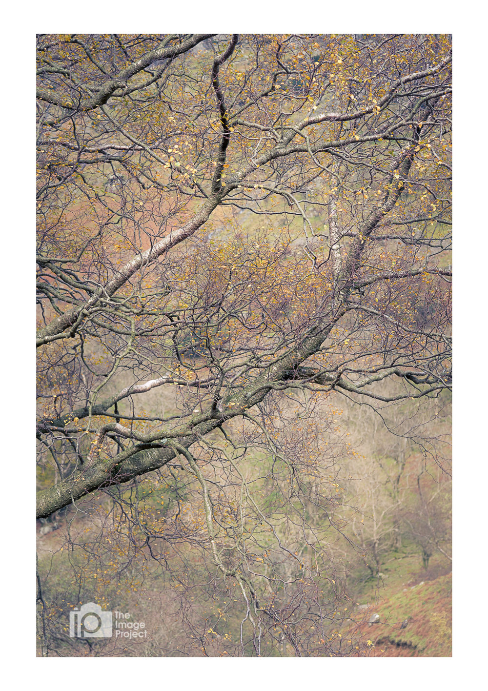 Branches in dense autumn woodland near Grasmere