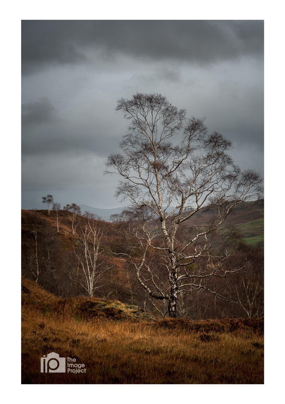 Tree perspectives, Holme Fell