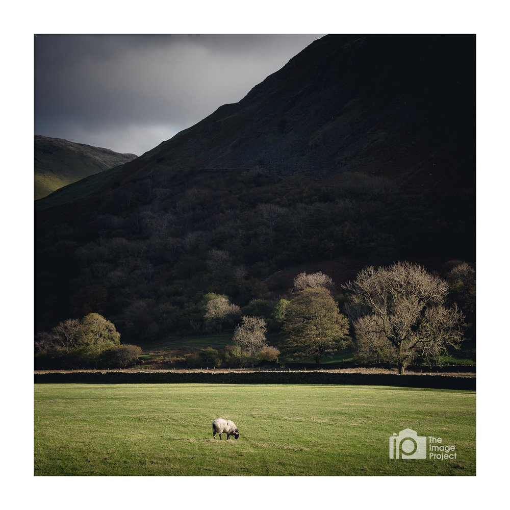 Lone sheep in afternoon light, Brotherswater