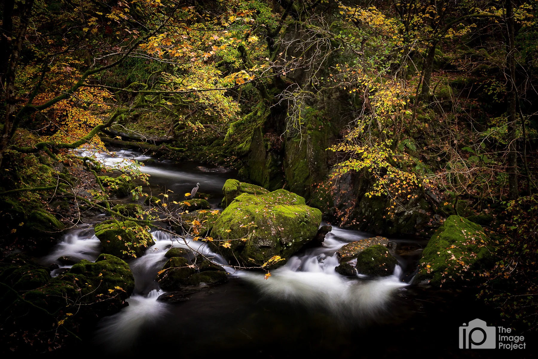 Grey heron by waterfall