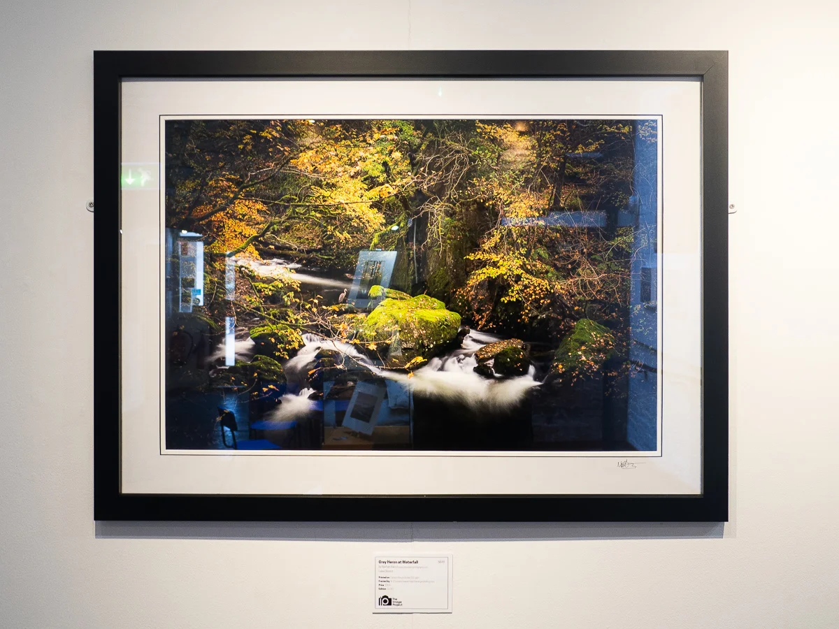 Grey Heron at Waterfall, Lake District, £350 NB48
