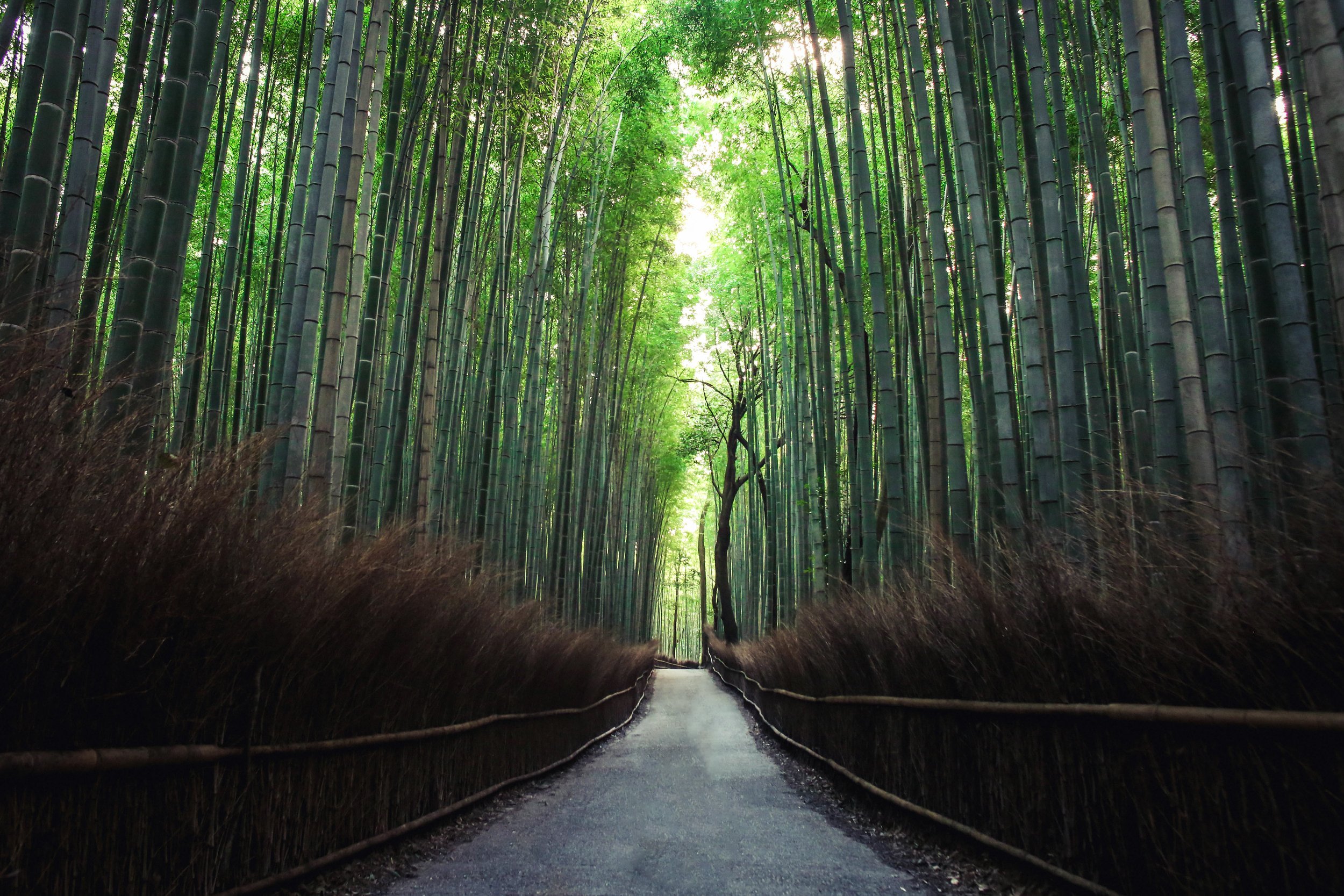 bamboo copy.jpg