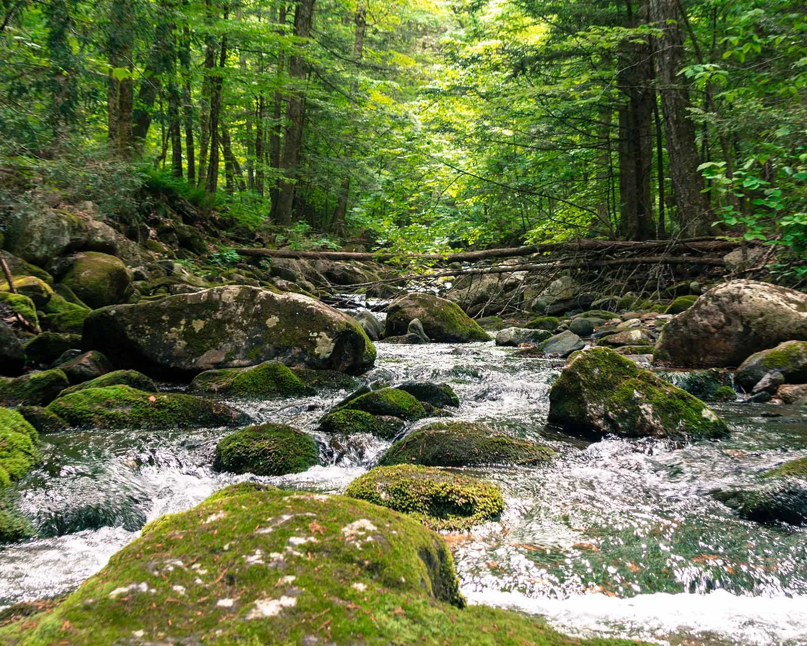 Chester-Blandford State Forest
