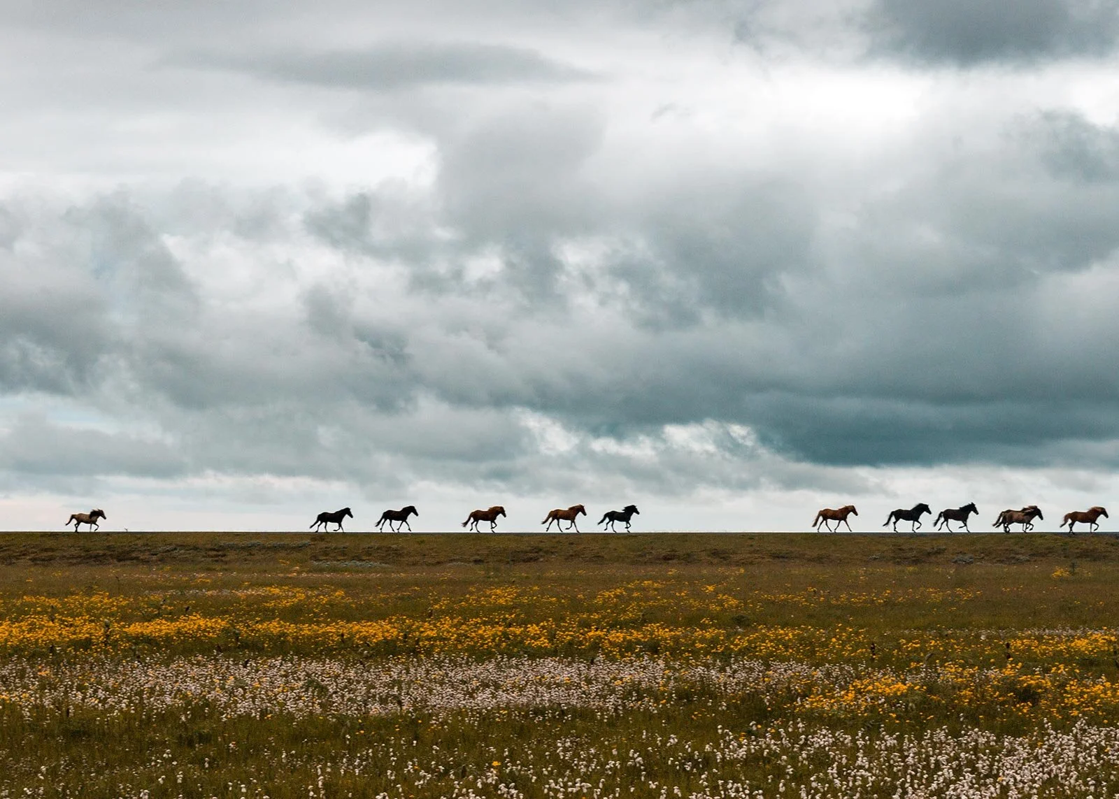 Horses running in Iceland