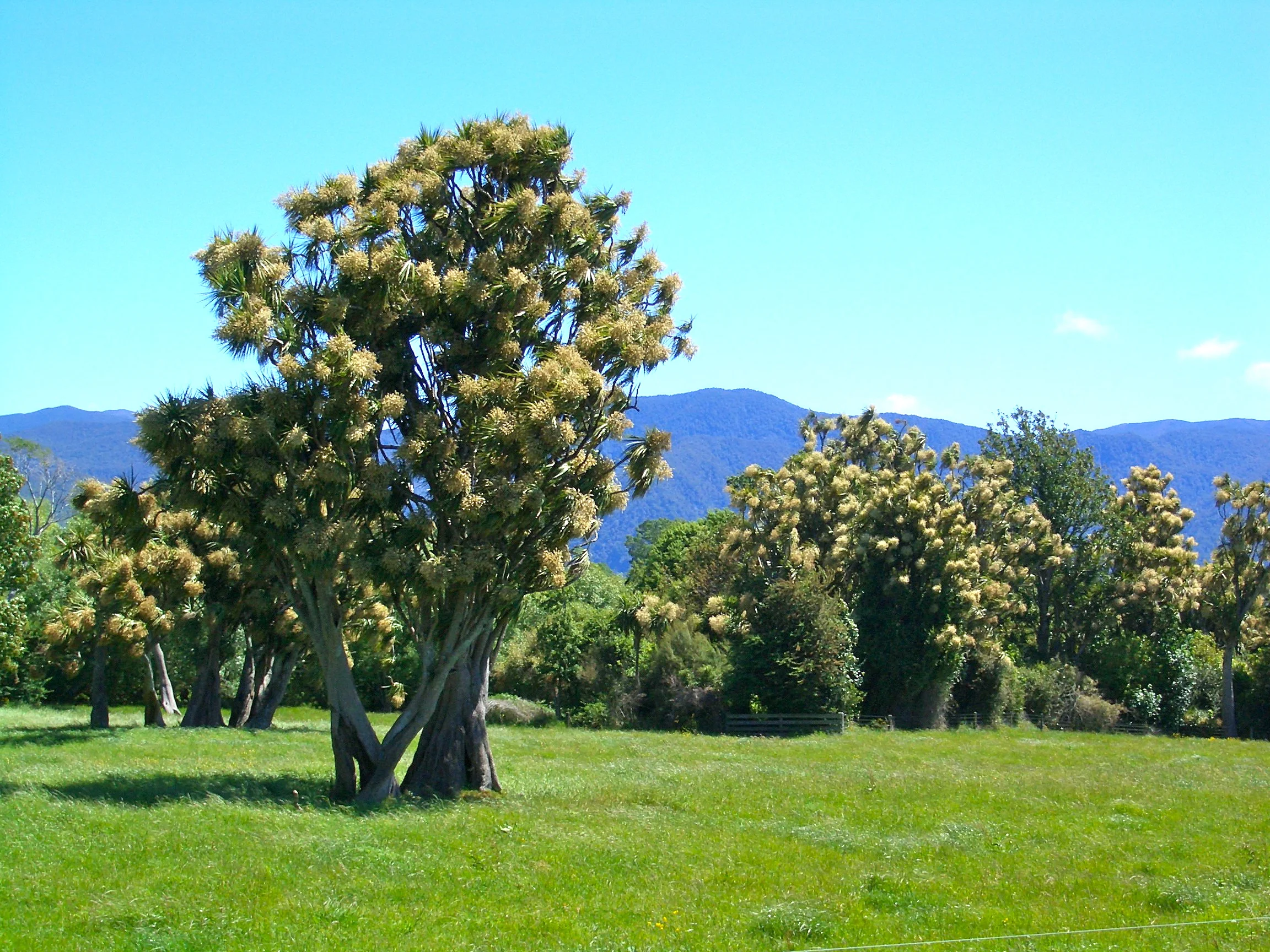 Takaka R cabbage tr....jpg
