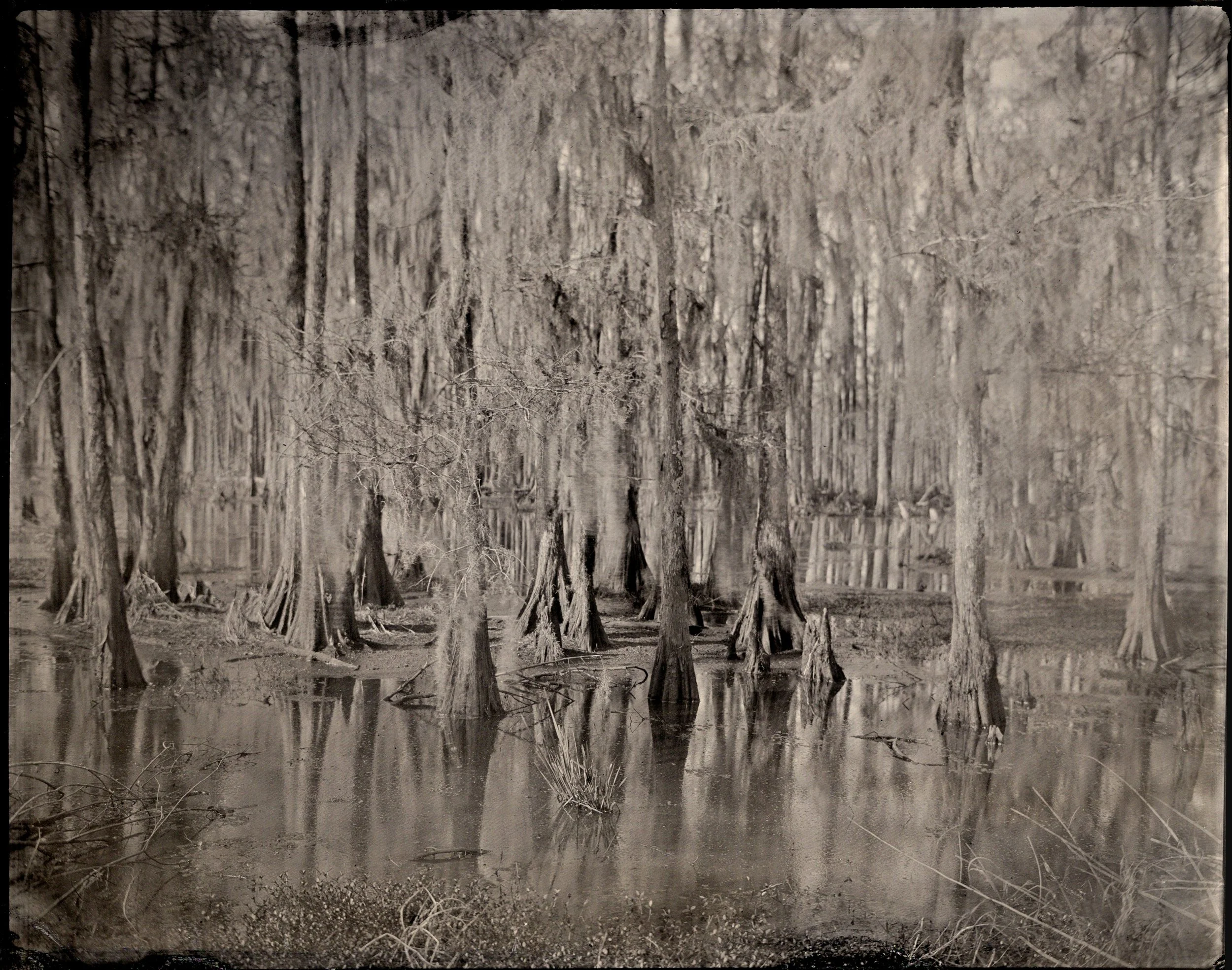 swamptins021.jpg