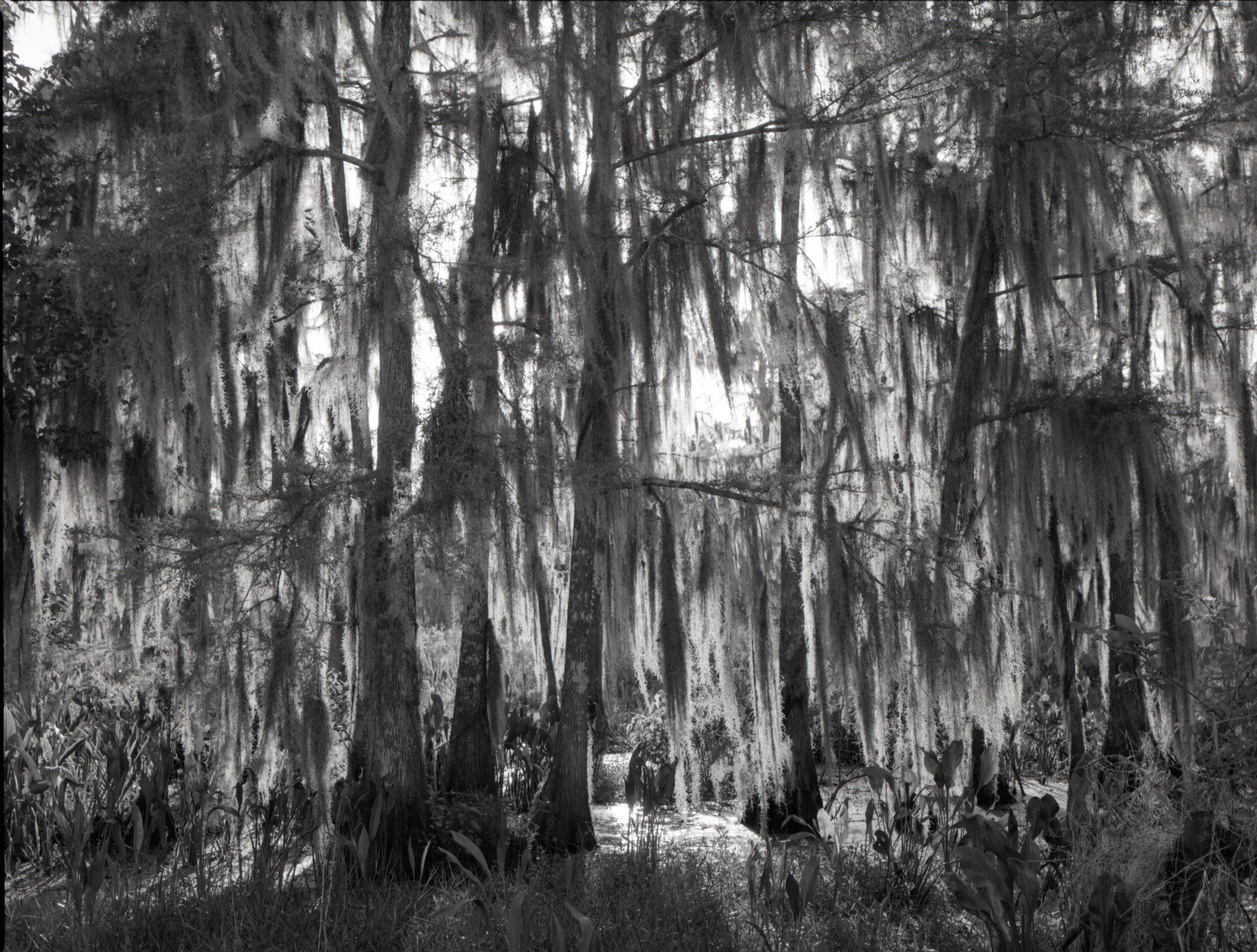 120film80.jpg